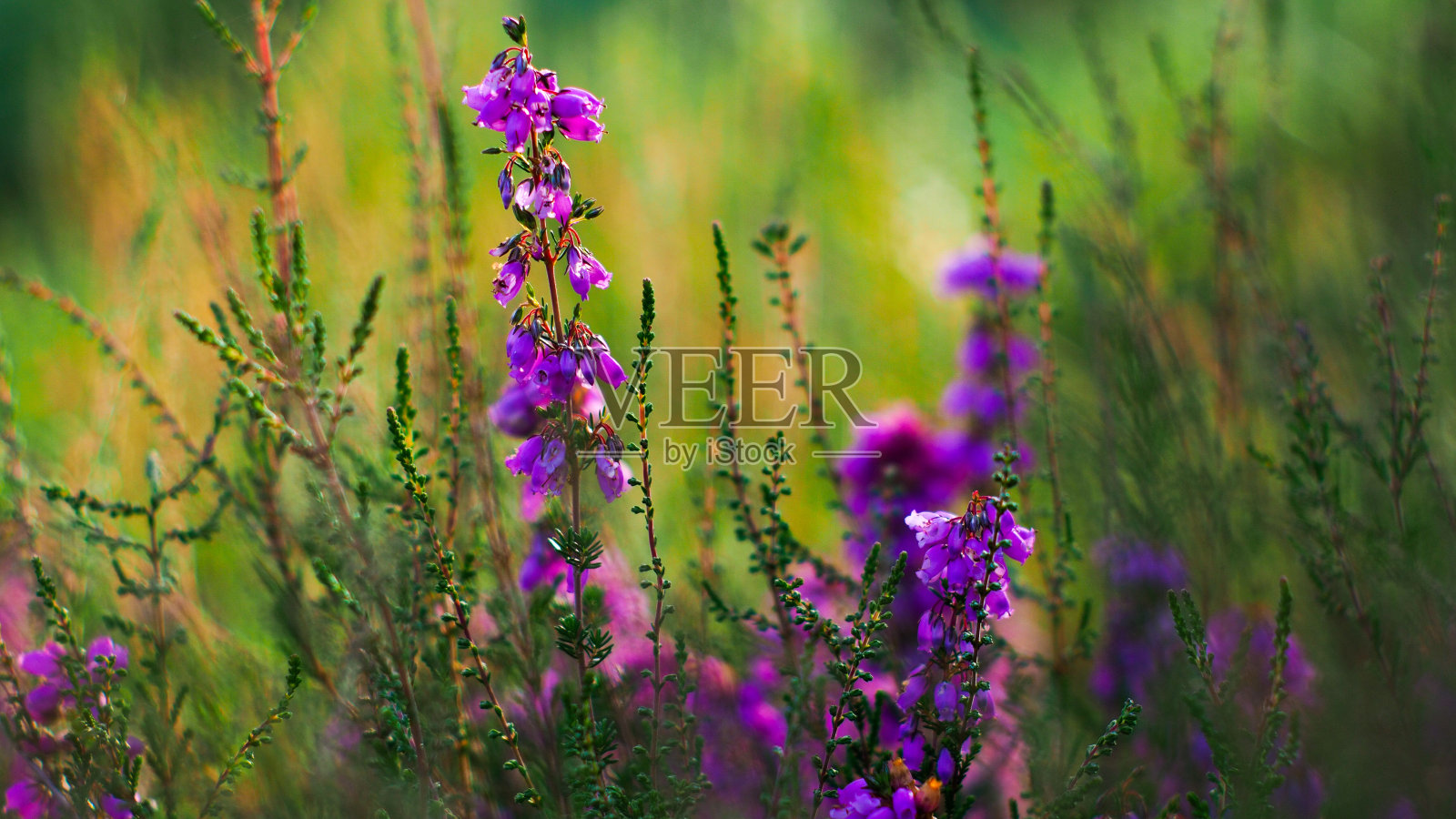 盛开的野石南花照片摄影图片