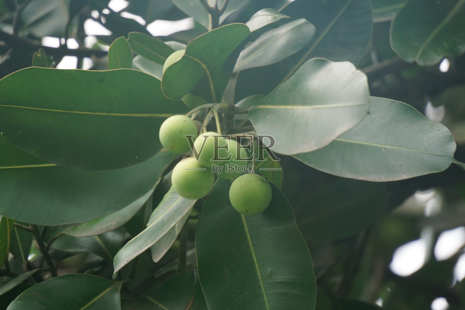 紫叶菖蒲(tamanu, mastwood, beach Calophyllum, beautyleaf，僧伽罗，亚历山月桂，balltree, beach touriga，婆罗洲桃花心木)与自然背景。这种植物也可用作生物柴油照片摄影图片