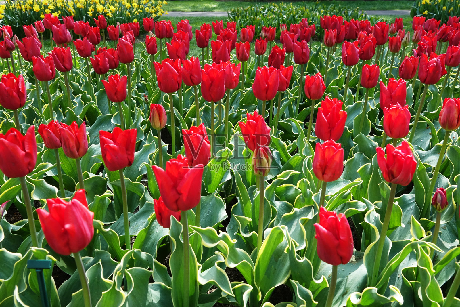 库肯霍夫花园的花朵照片摄影图片