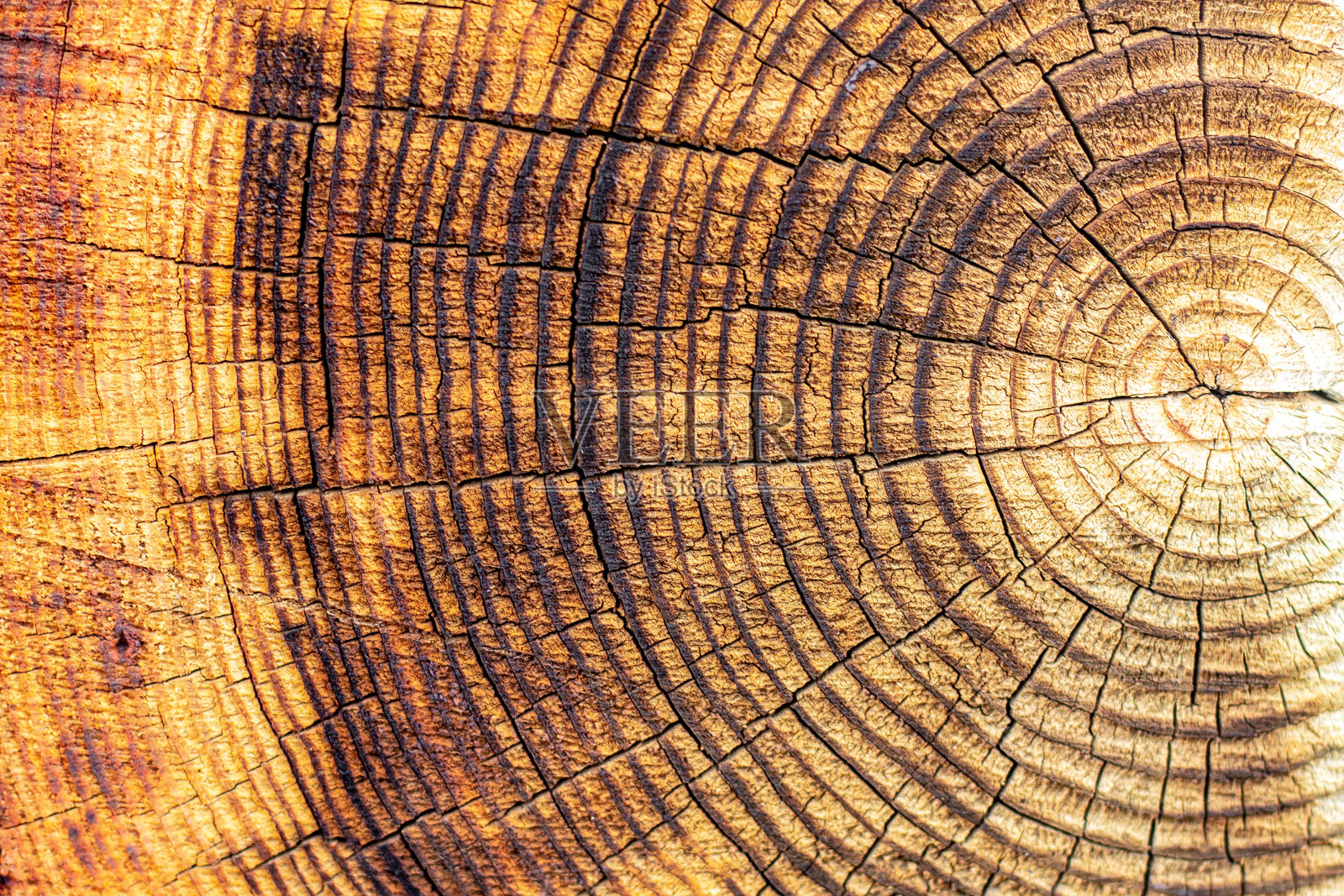 倒下的树照片摄影图片