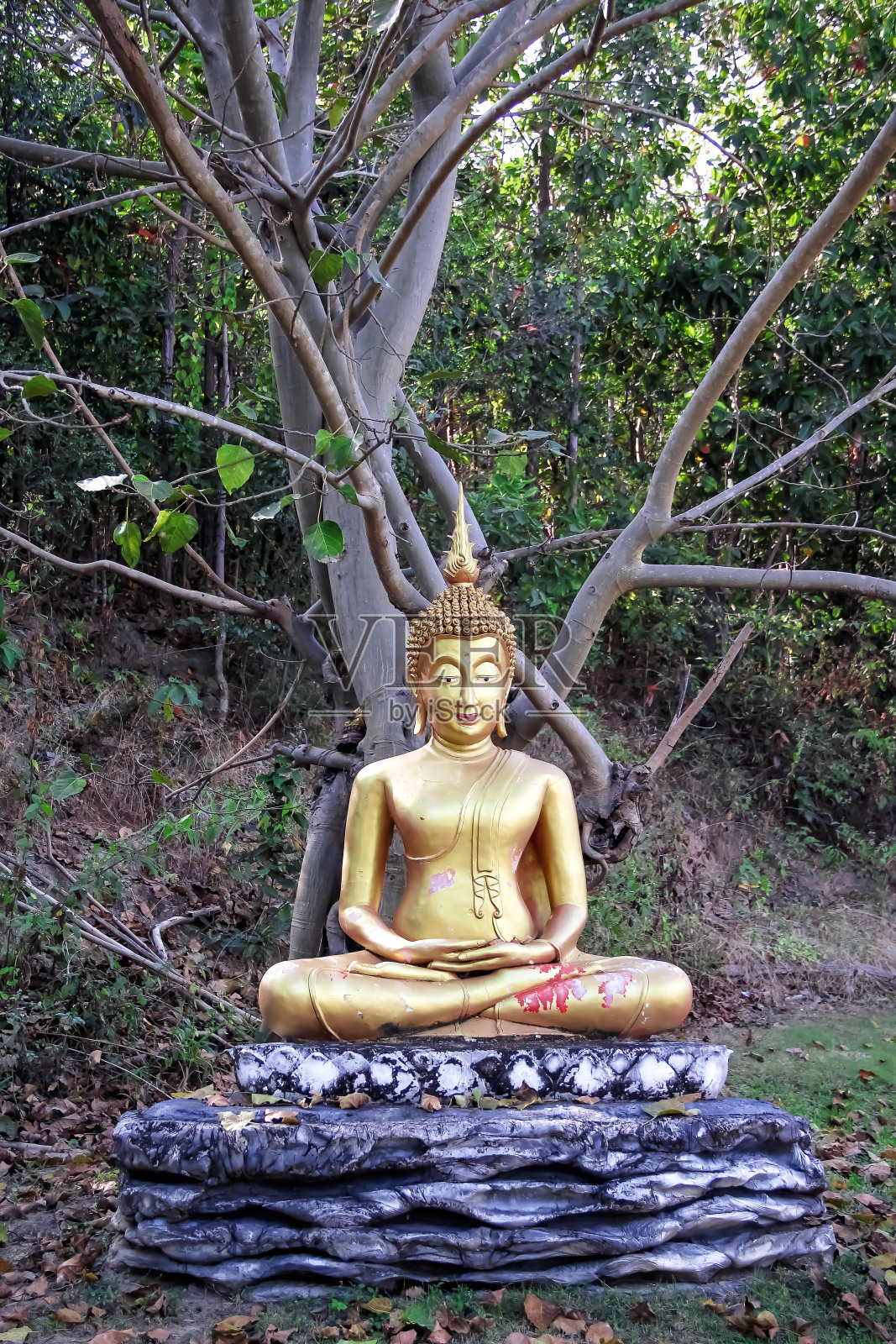 古老的金坐佛像雕像在榕树在泰国寺庙的自然背景照片摄影图片