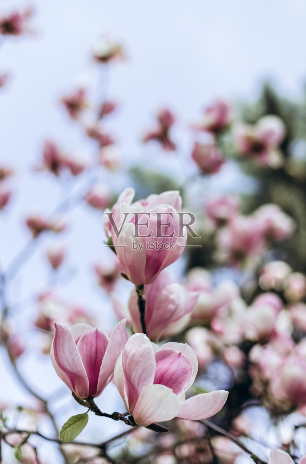 木兰的花。照片摄影图片