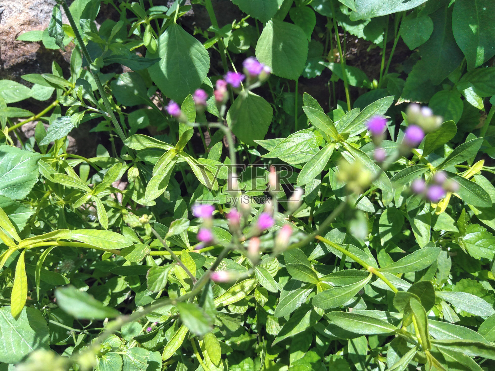 屋前的院子里生长着许多野生植物，它们通常被称为草照片摄影图片