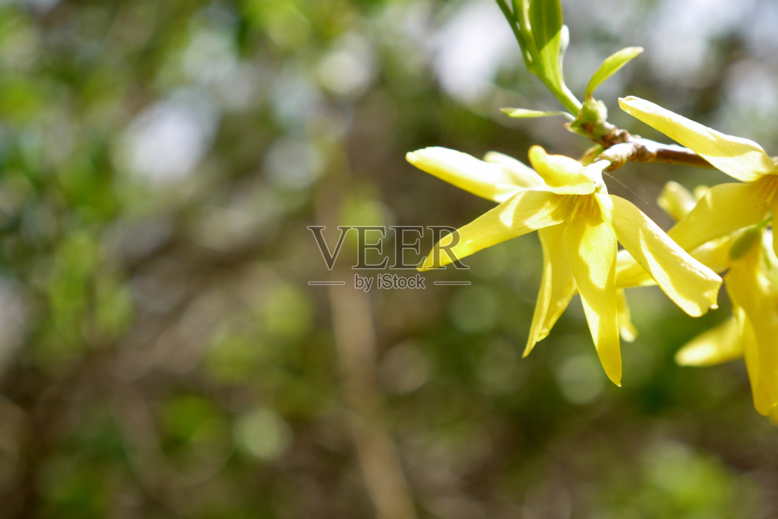 连翘花的特写照片摄影图片