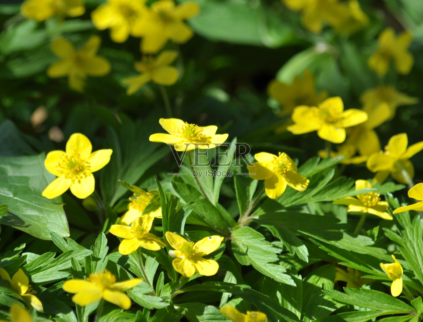 在野外开花的是早春多年生植物毛茛照片摄影图片
