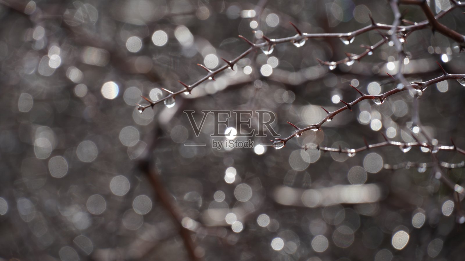枣树枝上的晨露，散景效果照片摄影图片