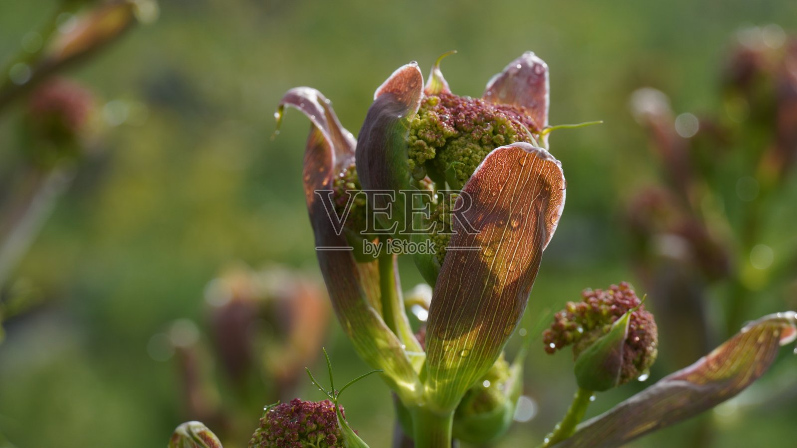 以色列巨型茴香特写照片摄影图片