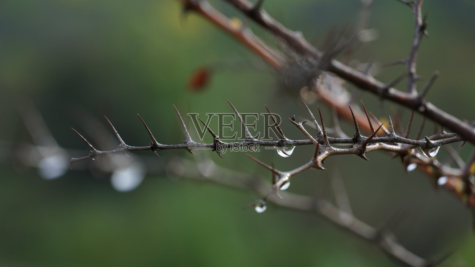 枣树枝上的晨露，散景效果照片摄影图片