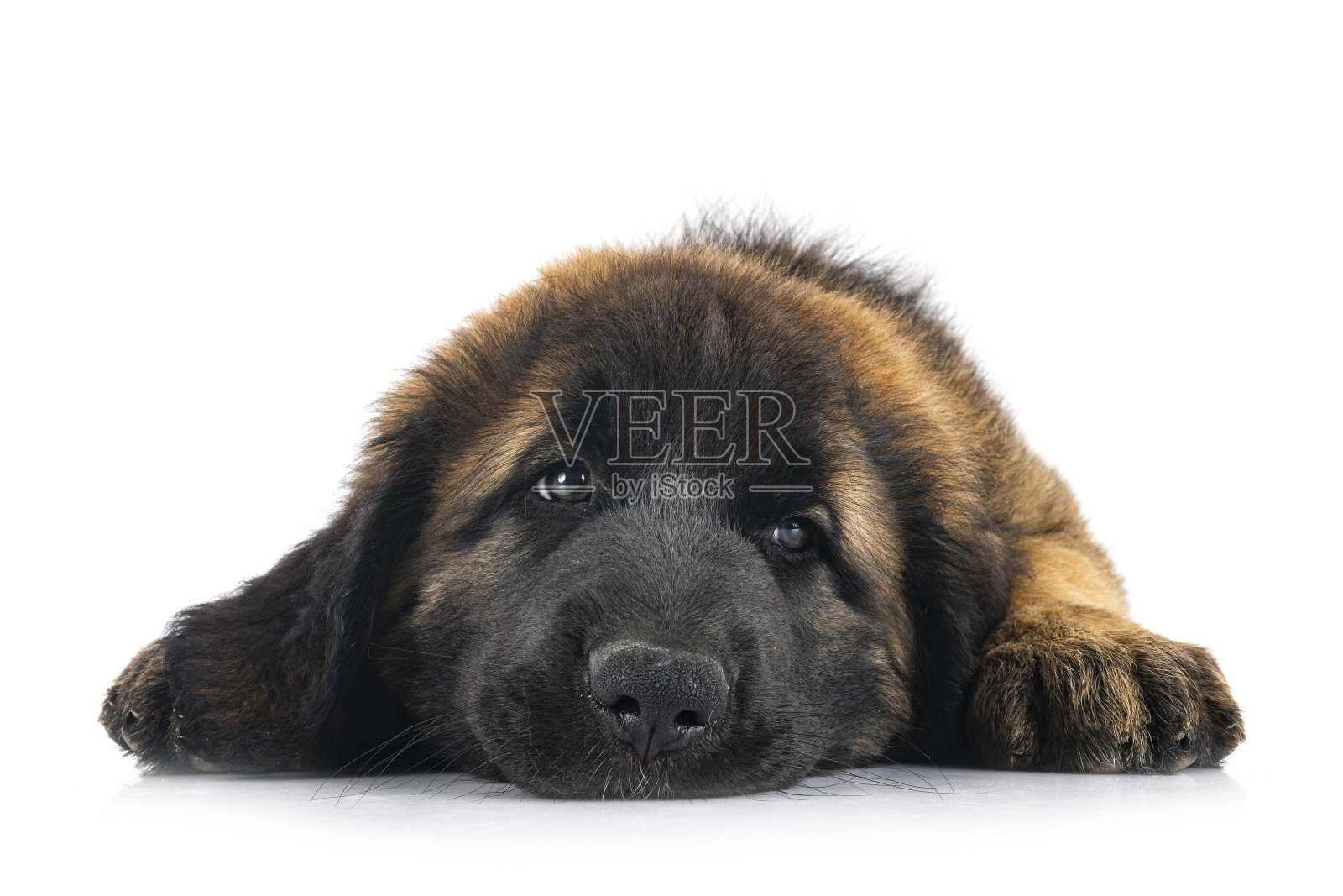 画室里的小狗莱昂伯格照片摄影图片