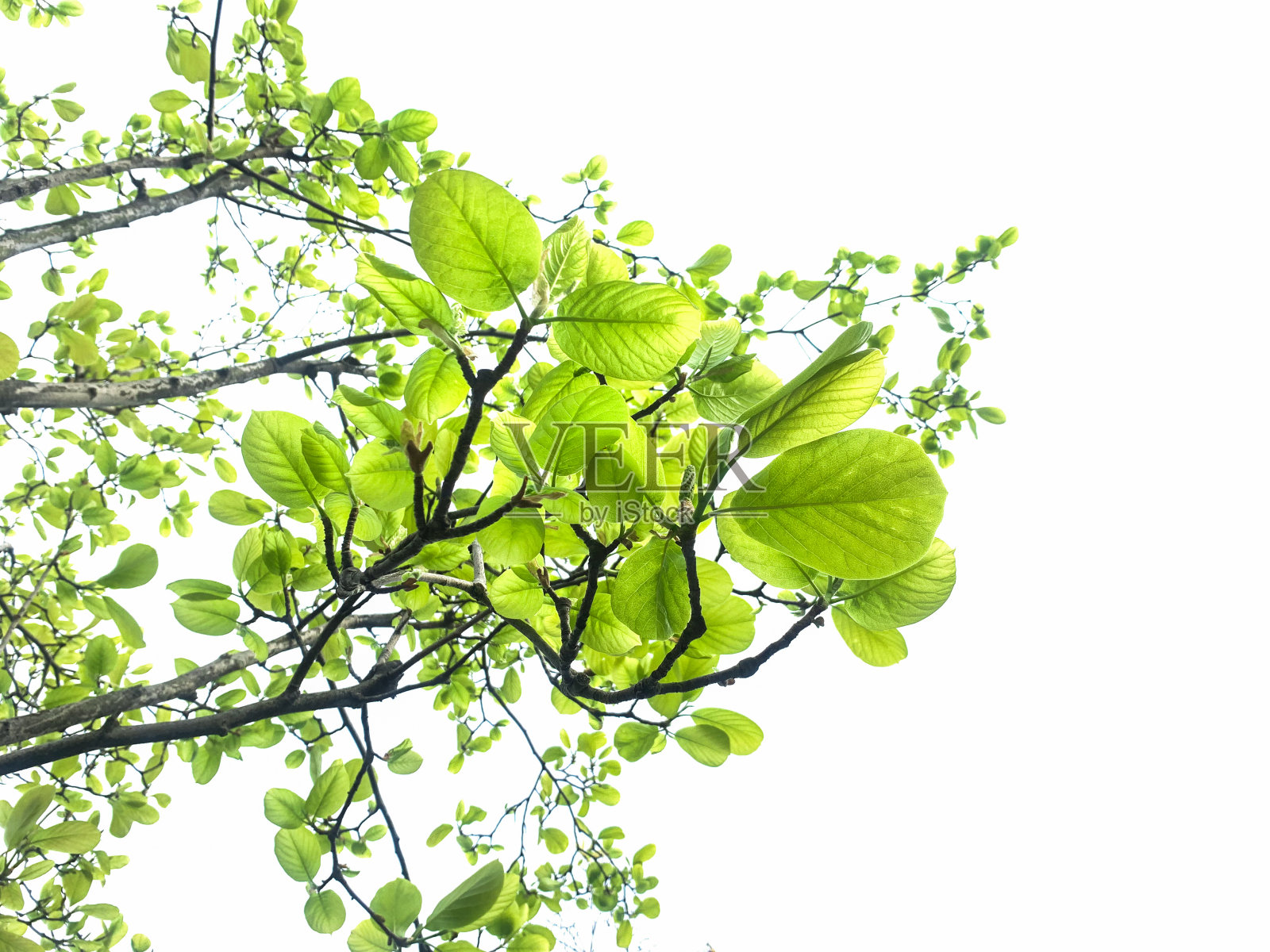 一些绿叶照片摄影图片