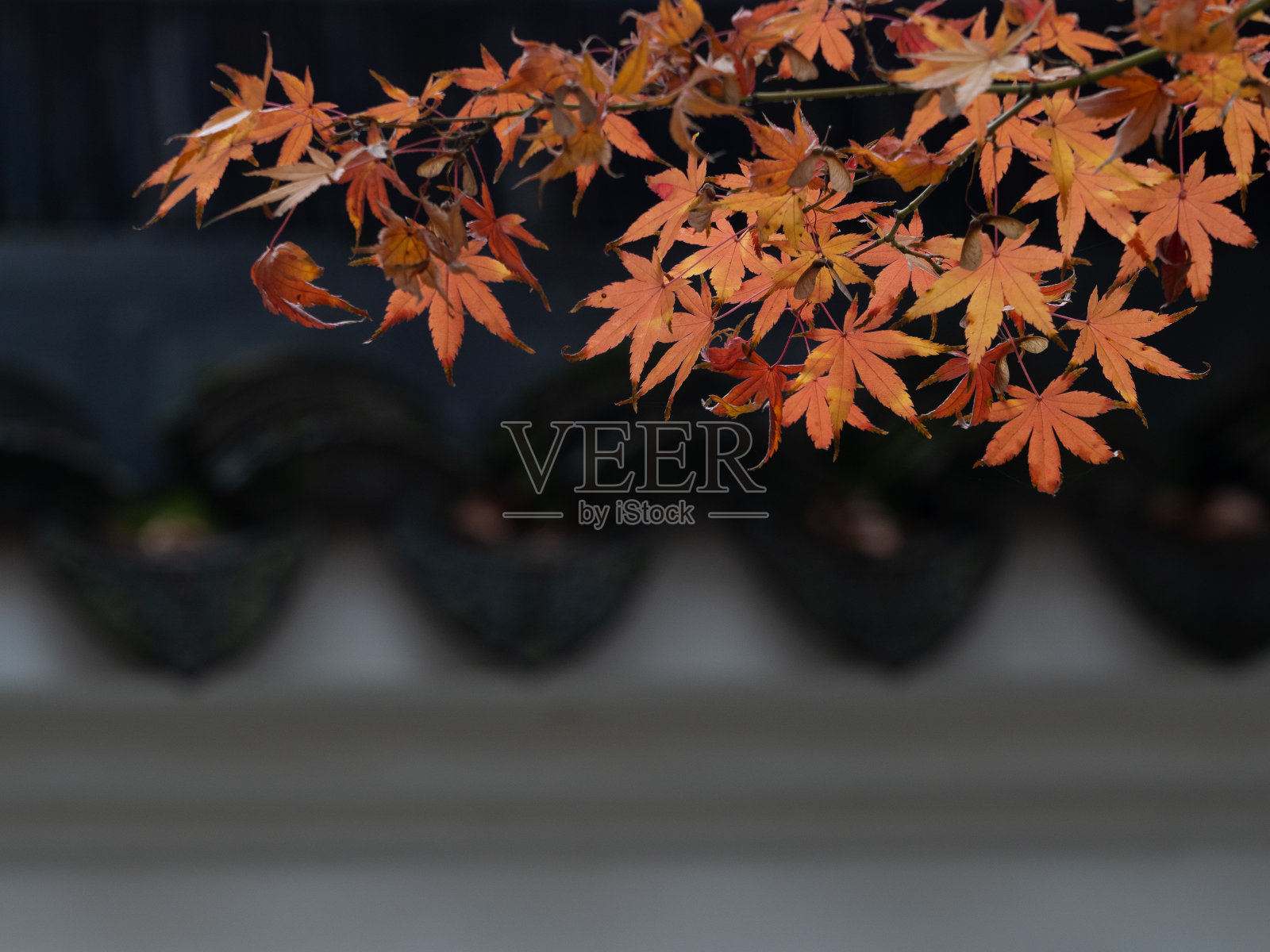 落叶的日本枫树照片摄影图片