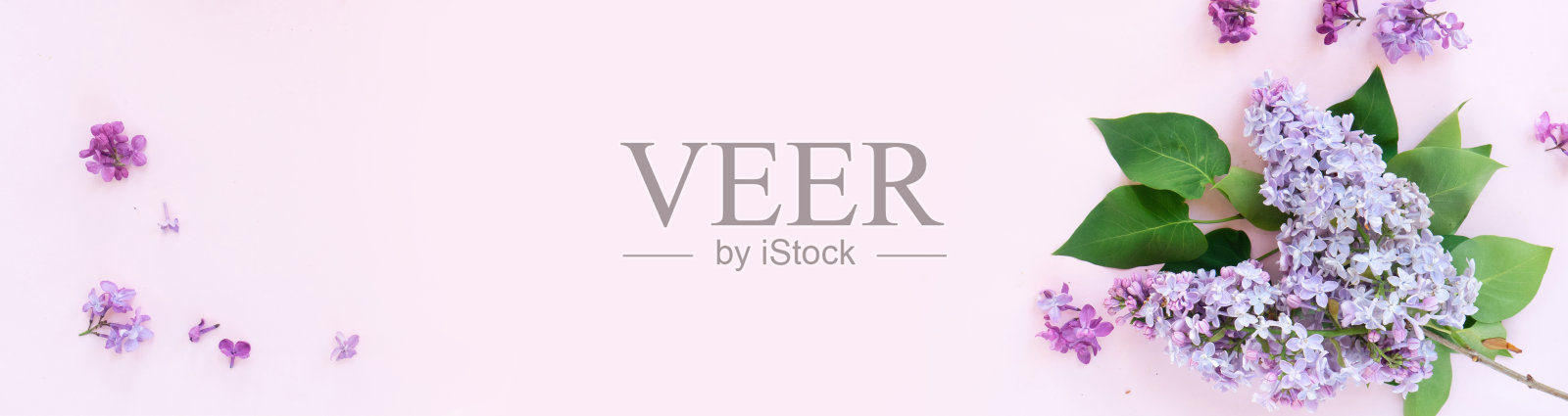 清新的淡紫色花朵照片摄影图片