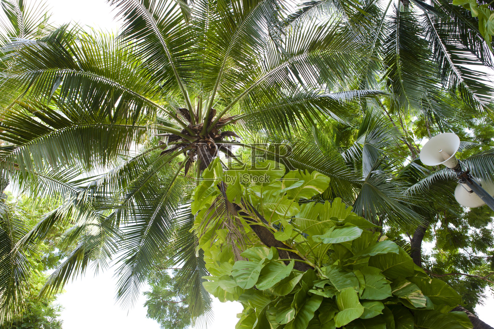 棕榈树照片摄影图片