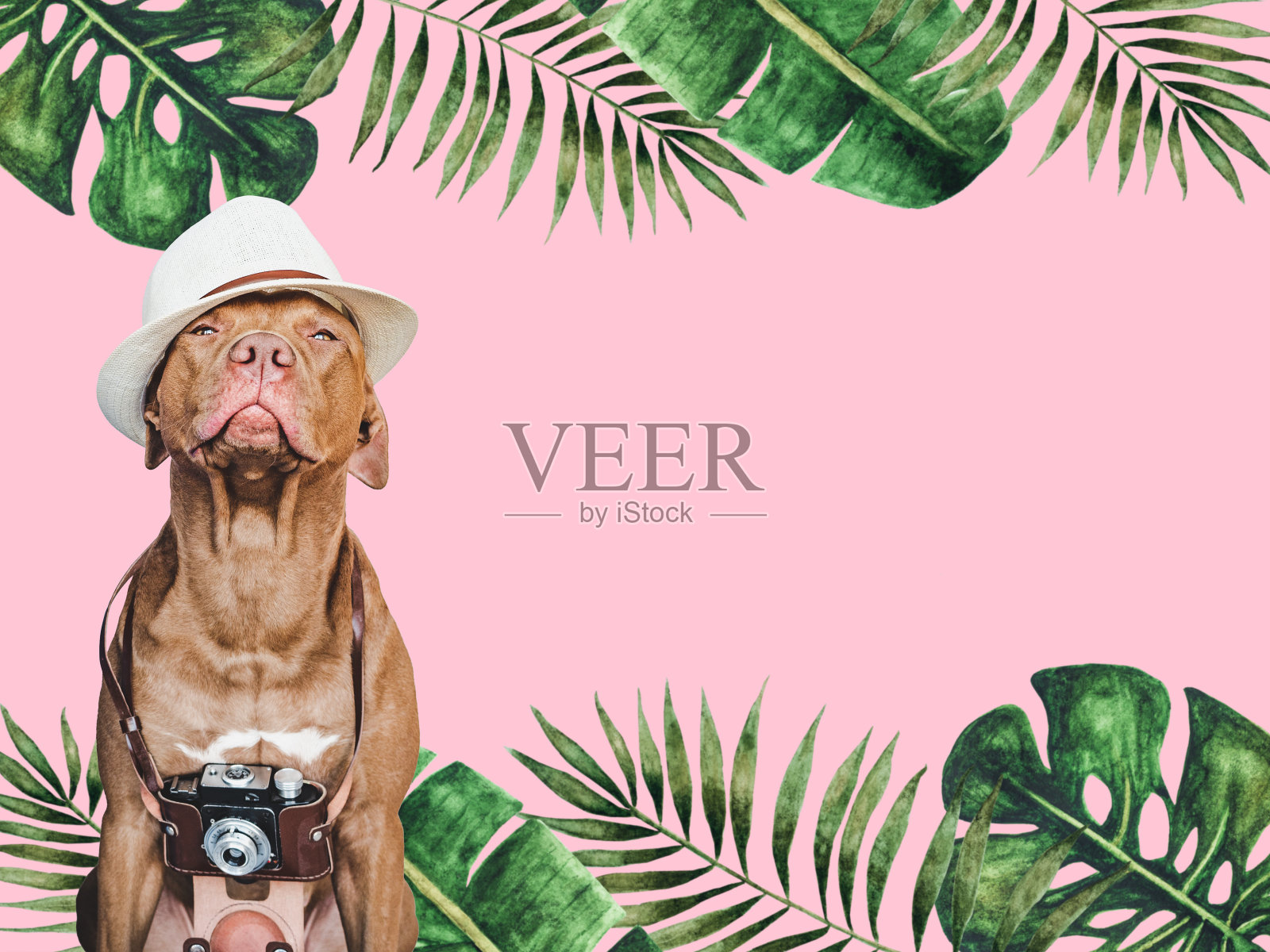 可爱的棕色小狗，复古相机和太阳帽照片摄影图片