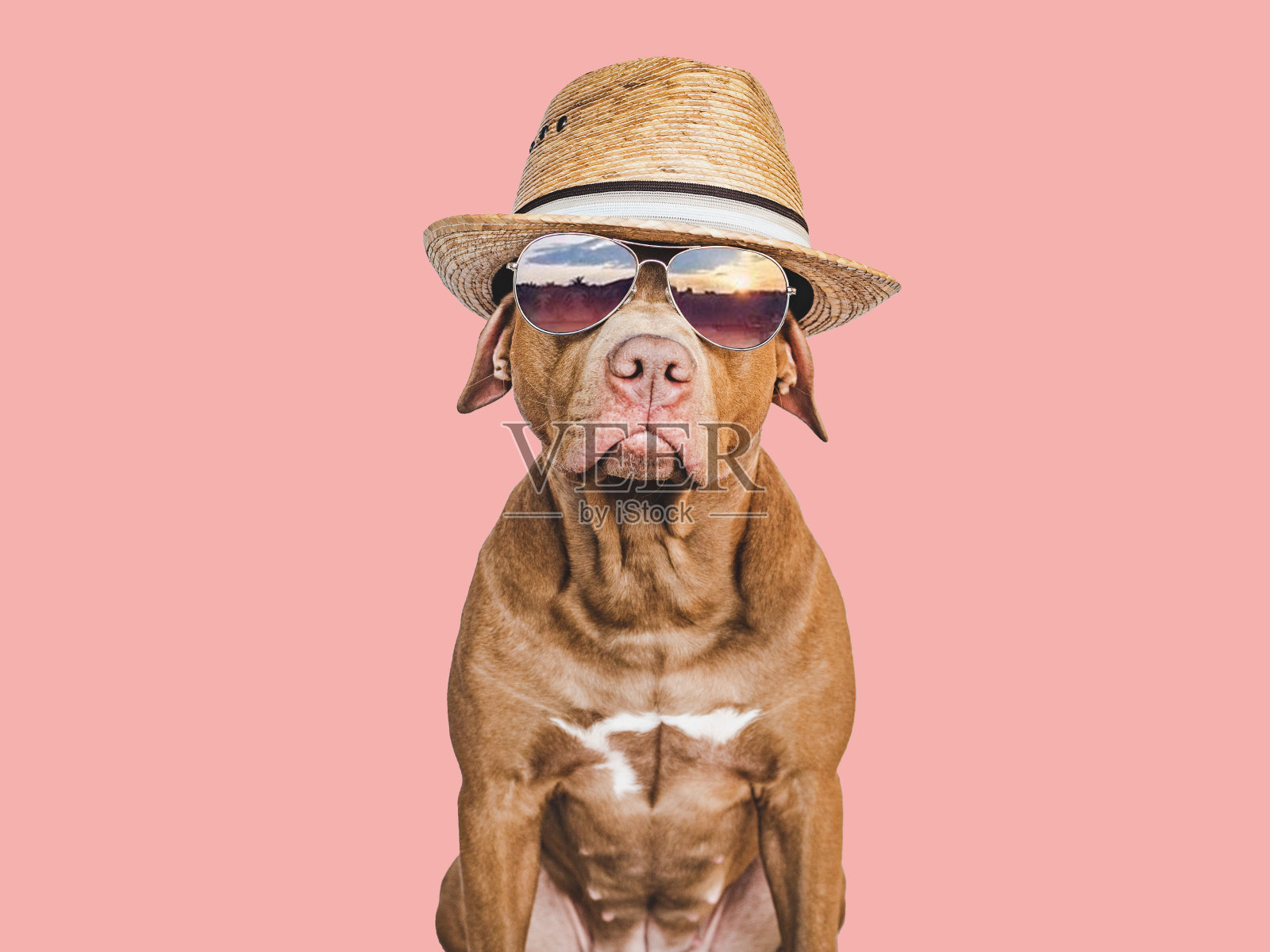 可爱的，漂亮的小狗棕色，太阳帽和太阳镜照片摄影图片
