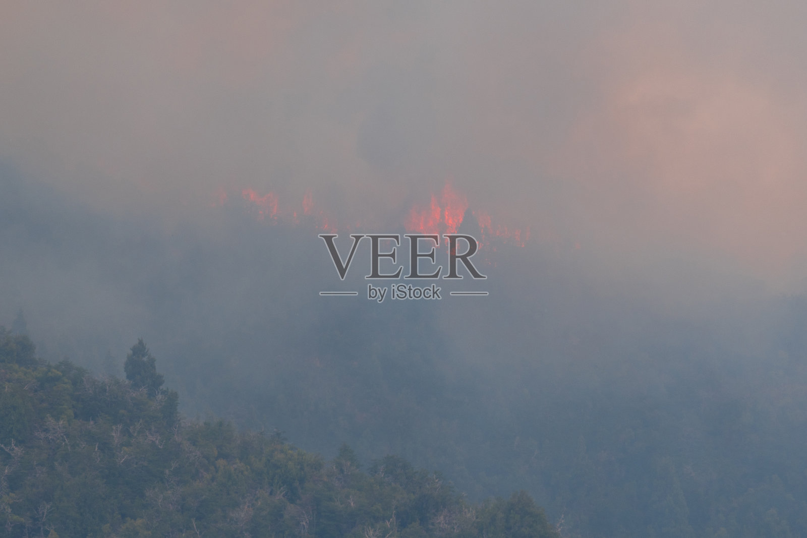 暴风雨期间由自然闪电引起的森林火灾。照片摄影图片