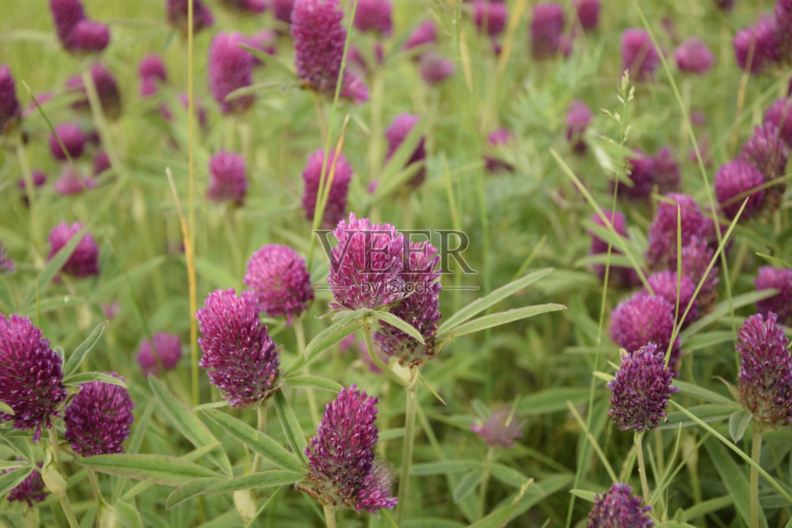 夏天草地上的三叶草照片摄影图片