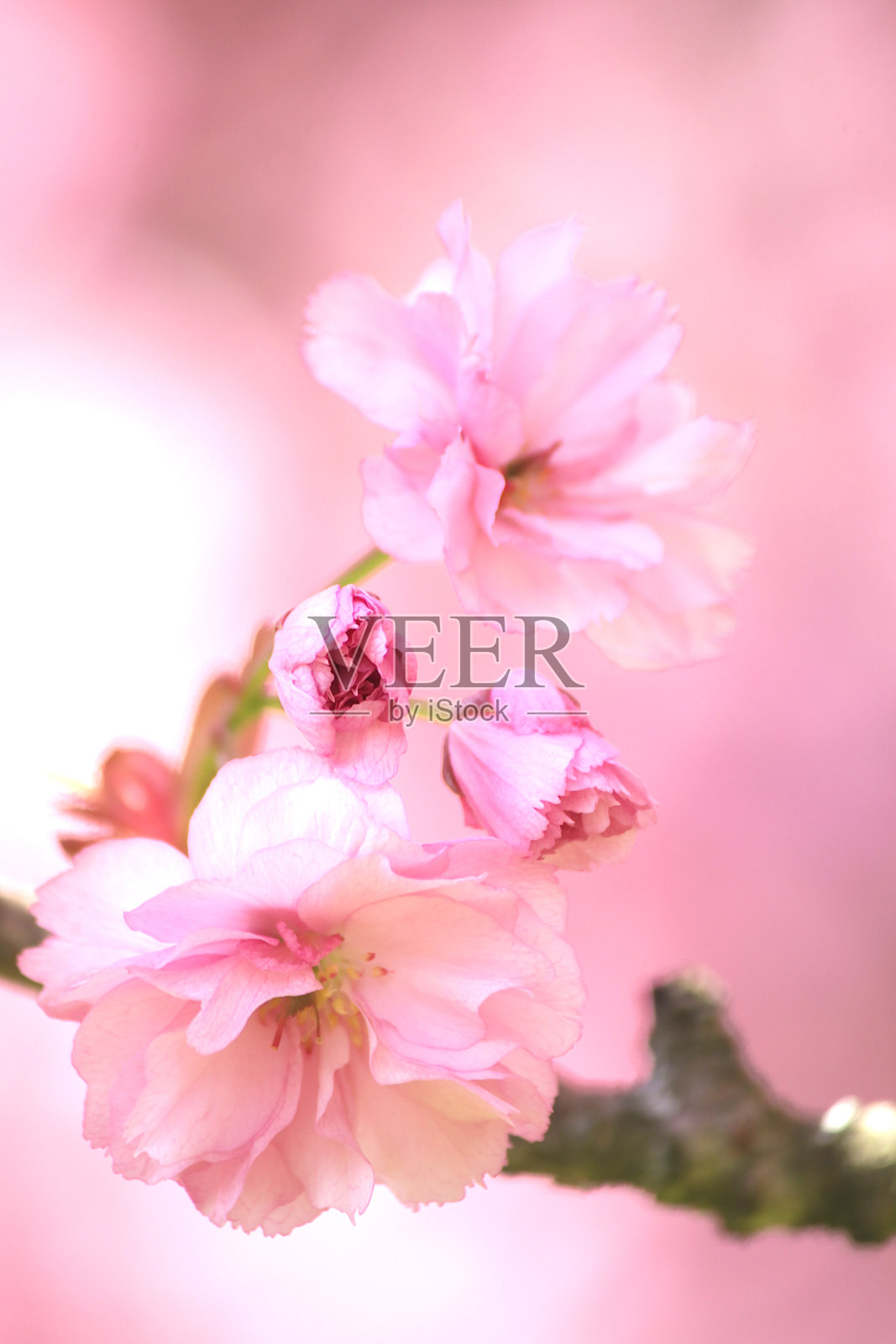 粉红色的樱花照片摄影图片