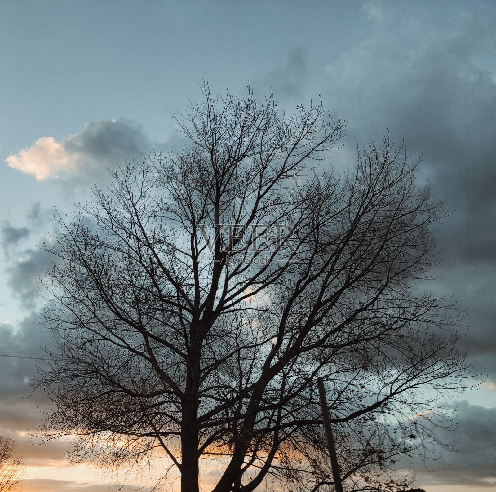 树与日落照片摄影图片