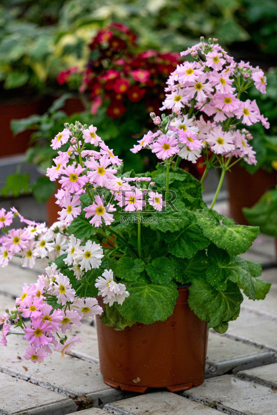 夏季花苗在温室的架子上。照片摄影图片