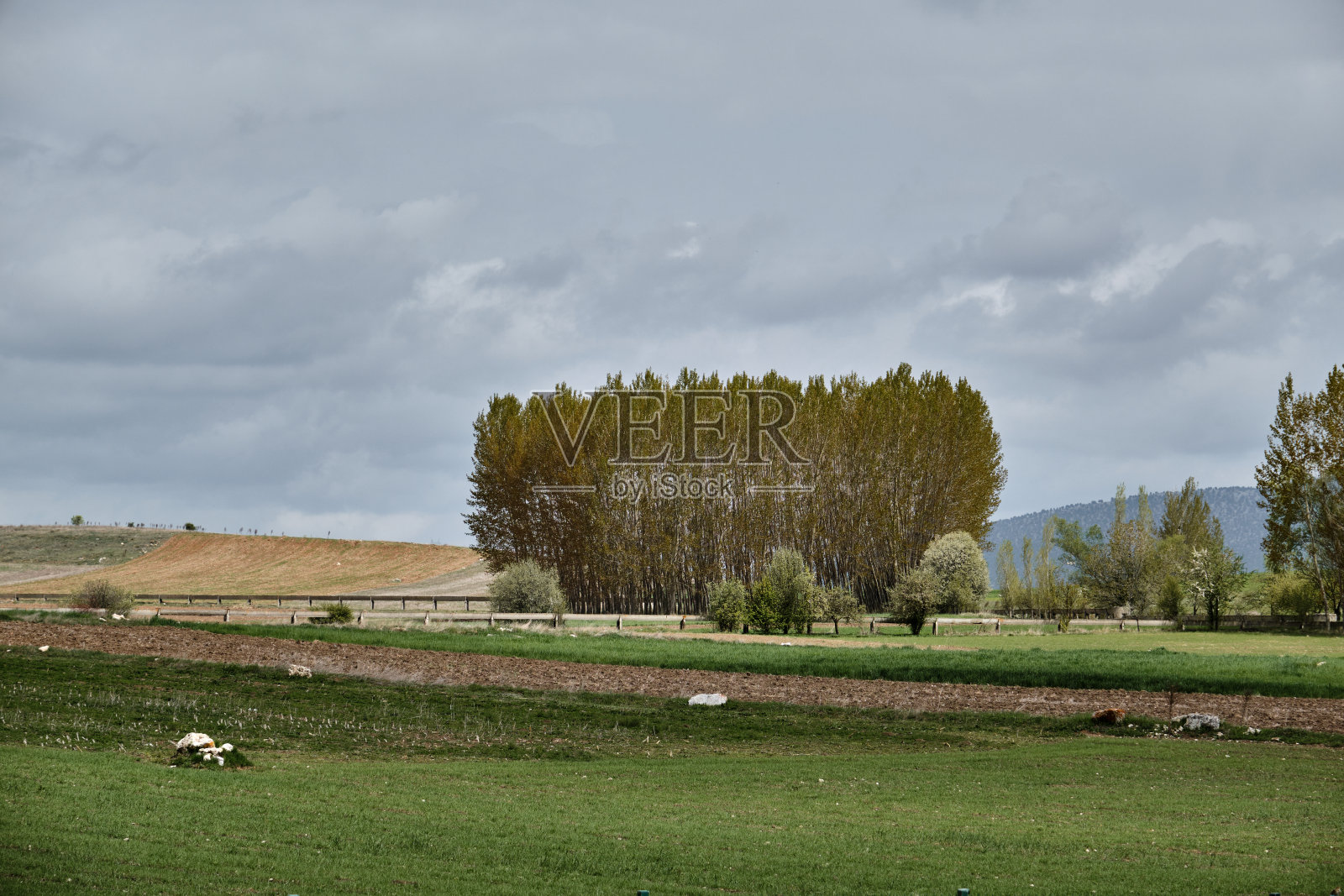 杨树群小，杨树林小照片摄影图片