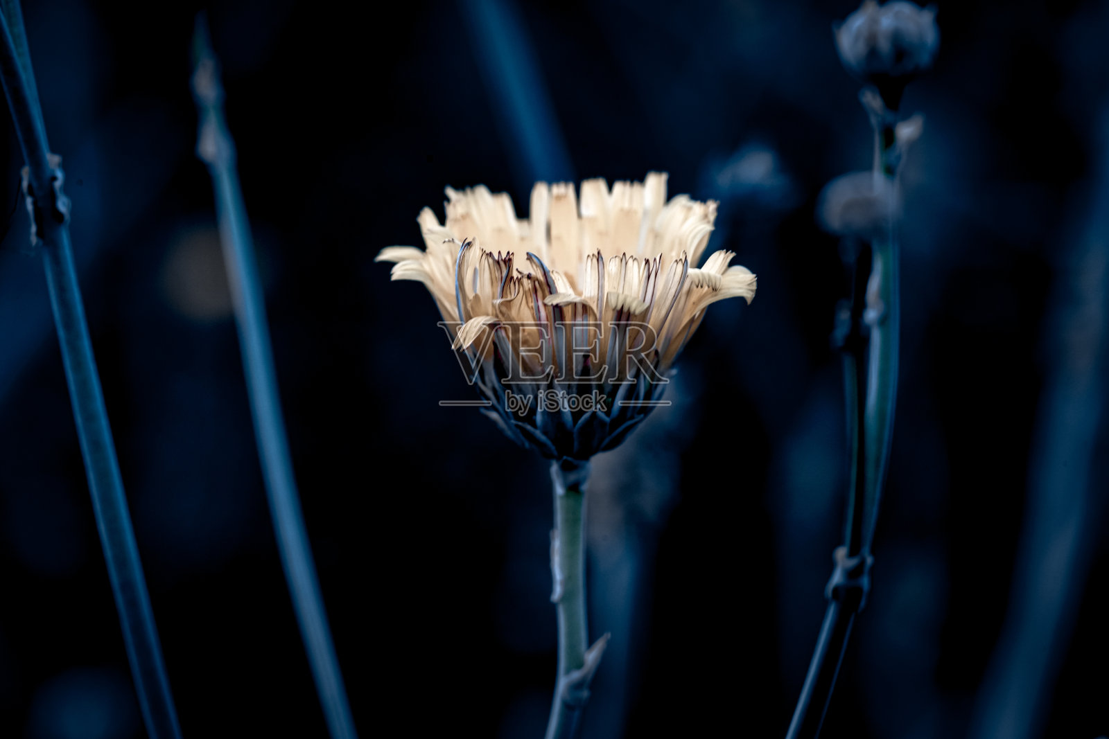 黄色的花照片摄影图片