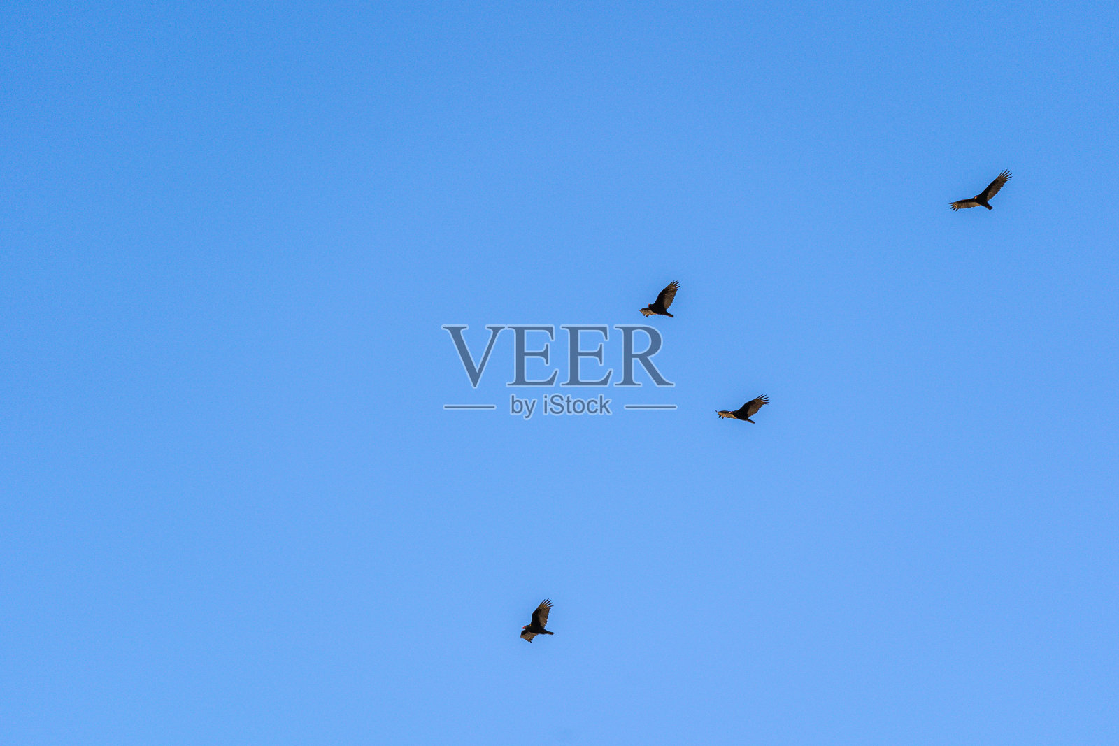 日落时分，四只土耳其秃鹫在汉密尔顿的蓝天上飞翔照片摄影图片