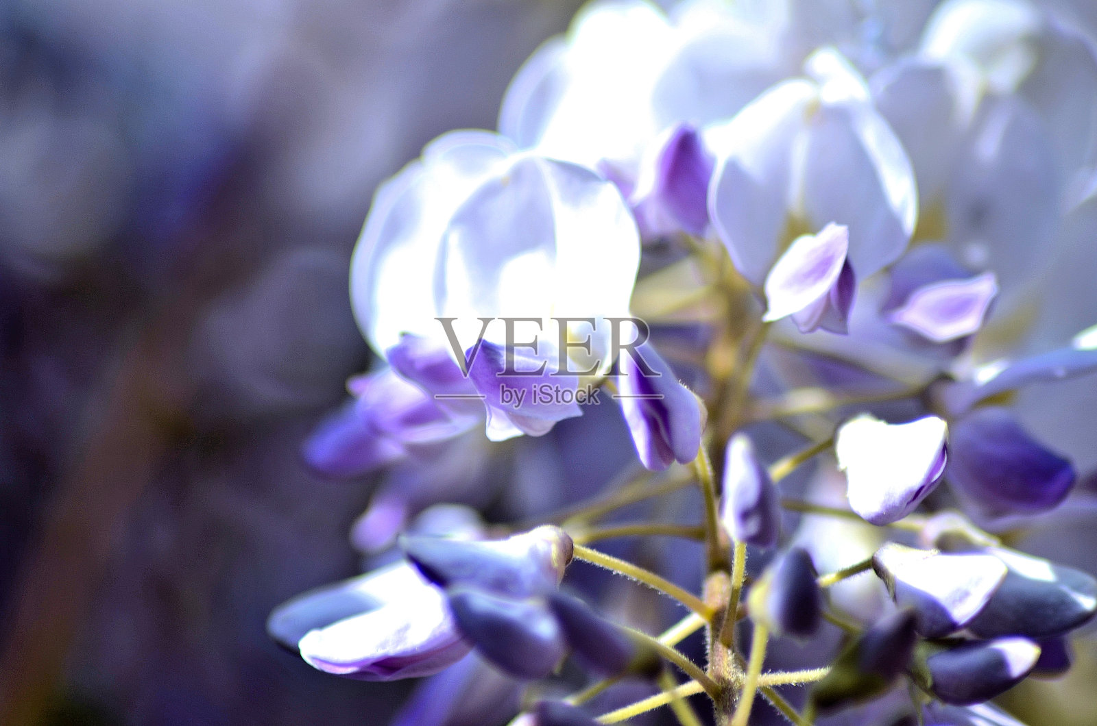 复活节星期一鲜花盛开照片摄影图片