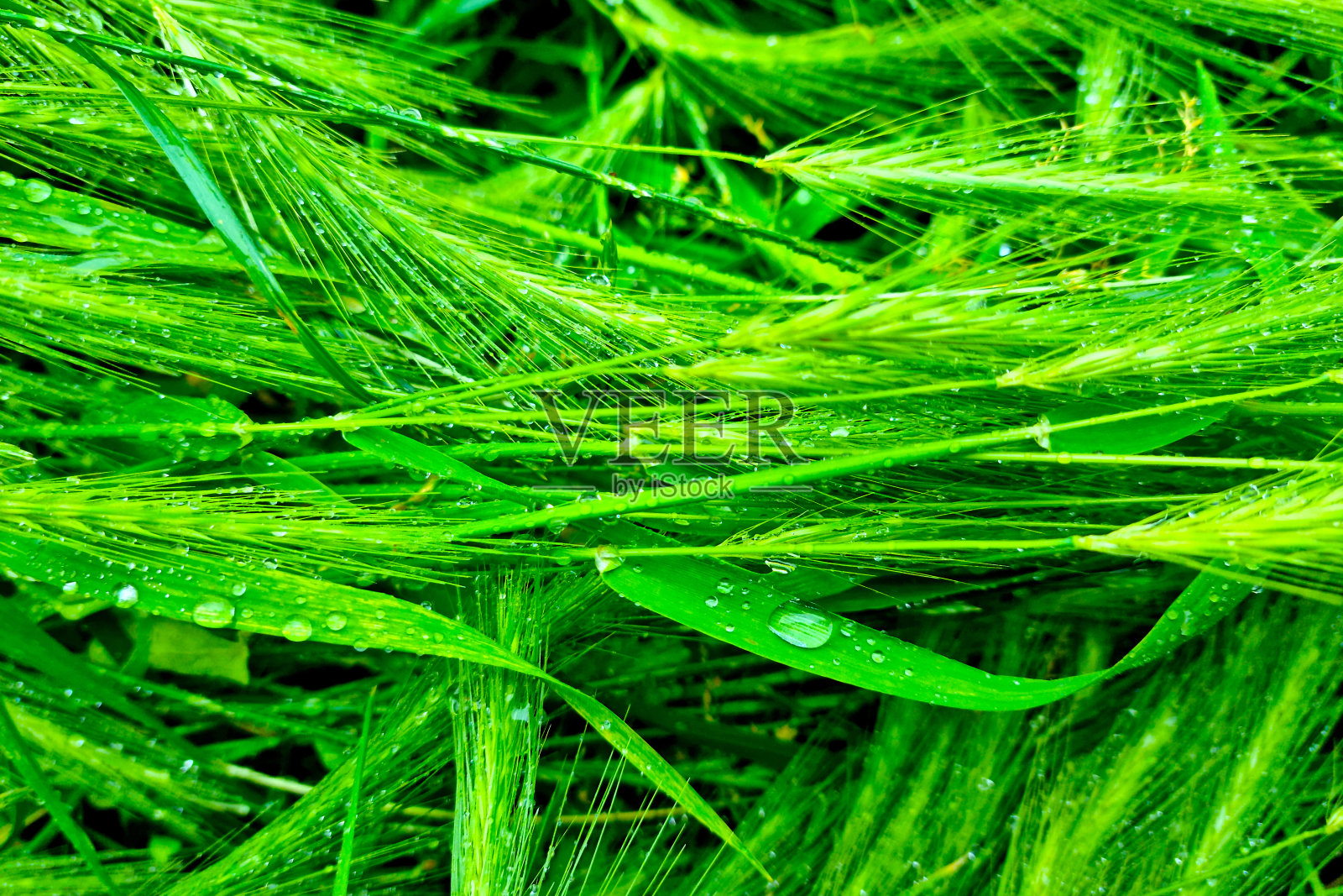 带有水滴的小麦或大麦的绿色穗。照片摄影图片