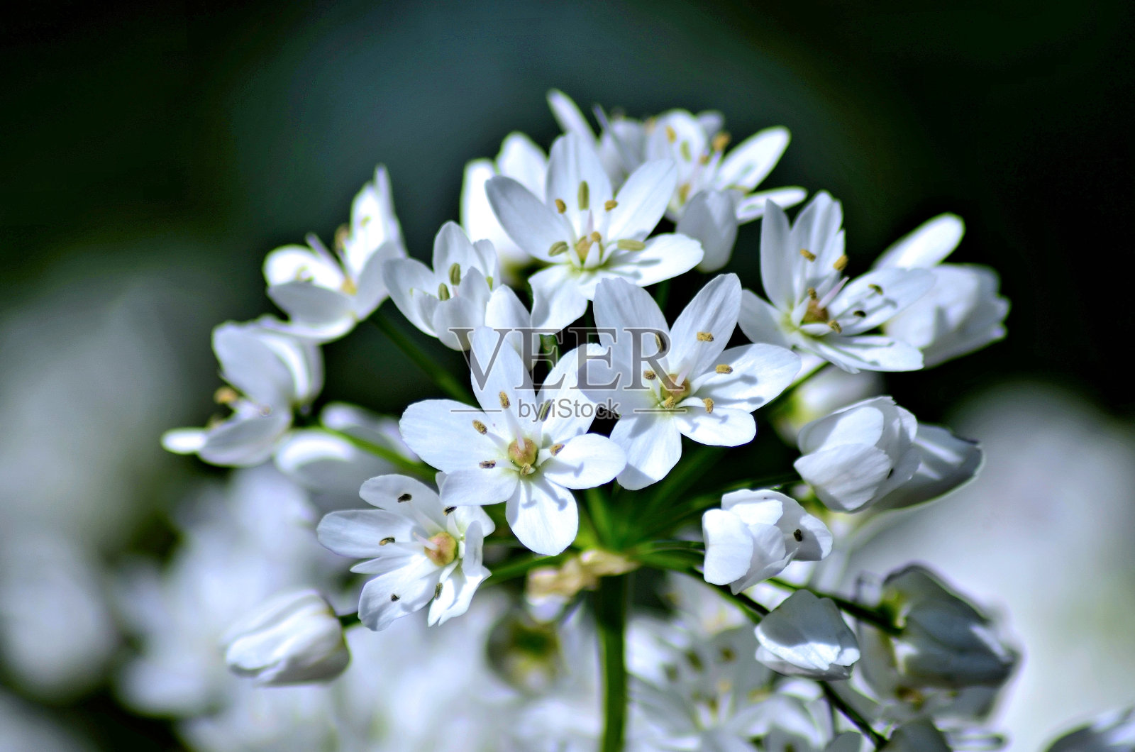 复活节星期一鲜花盛开照片摄影图片