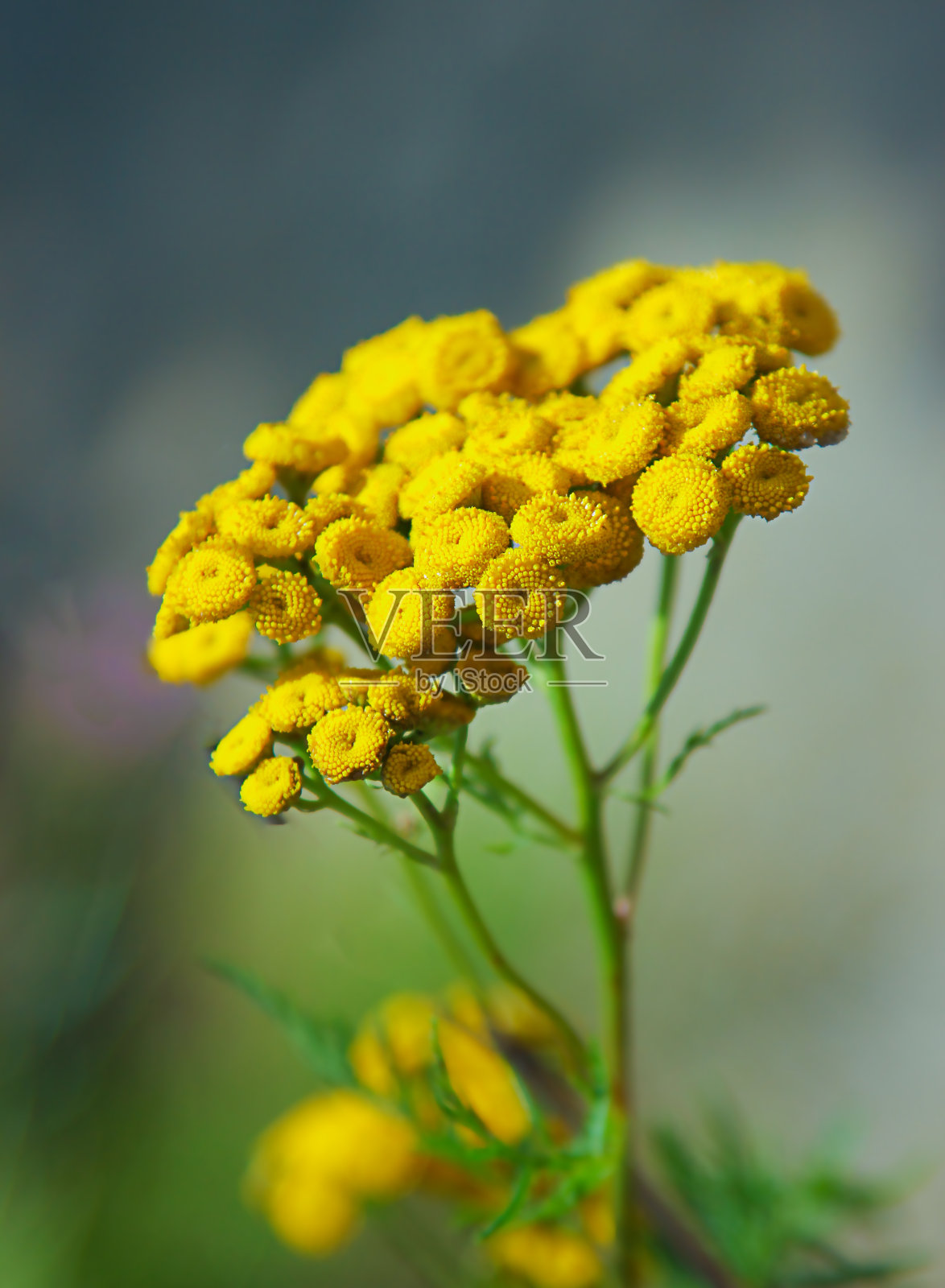 黄色的艾菊花，普通的艾菊植物，苦钮扣，牛苦。野生罗文。Tanacetum vulgare。菊科家庭。照片摄影图片