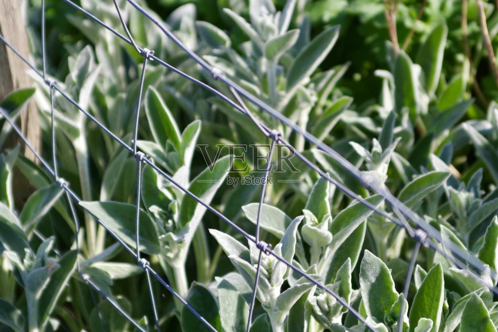 春天里的鼠尾草照片摄影图片