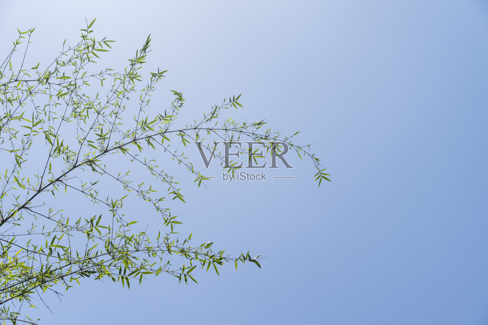 蓝天上的竹叶，剪着小径照片摄影图片