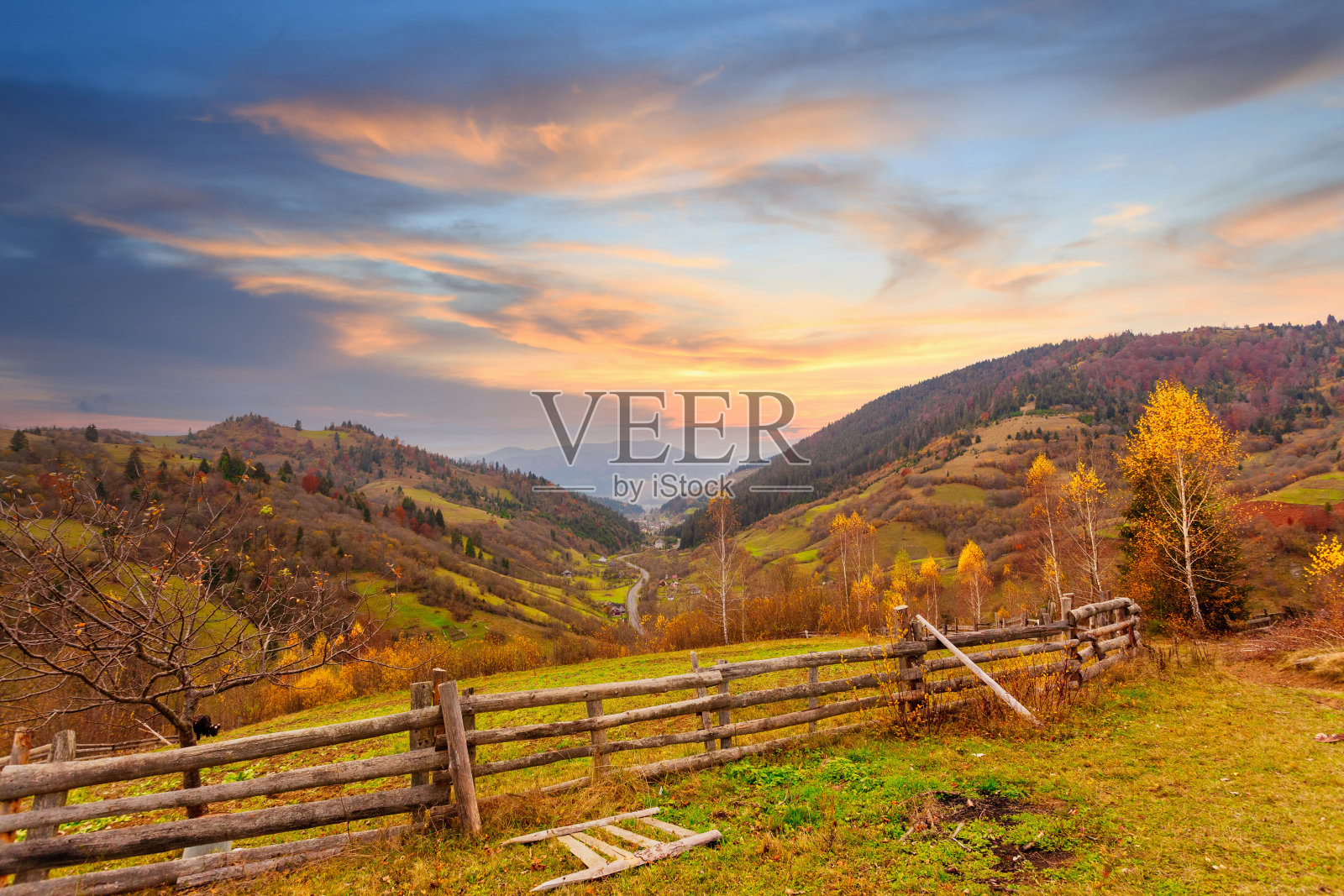 喀尔巴阡山,乌克兰。在炎热的夏夜，一片美丽的林间空地，绿树成荫，鲜花盛开。照片摄影图片