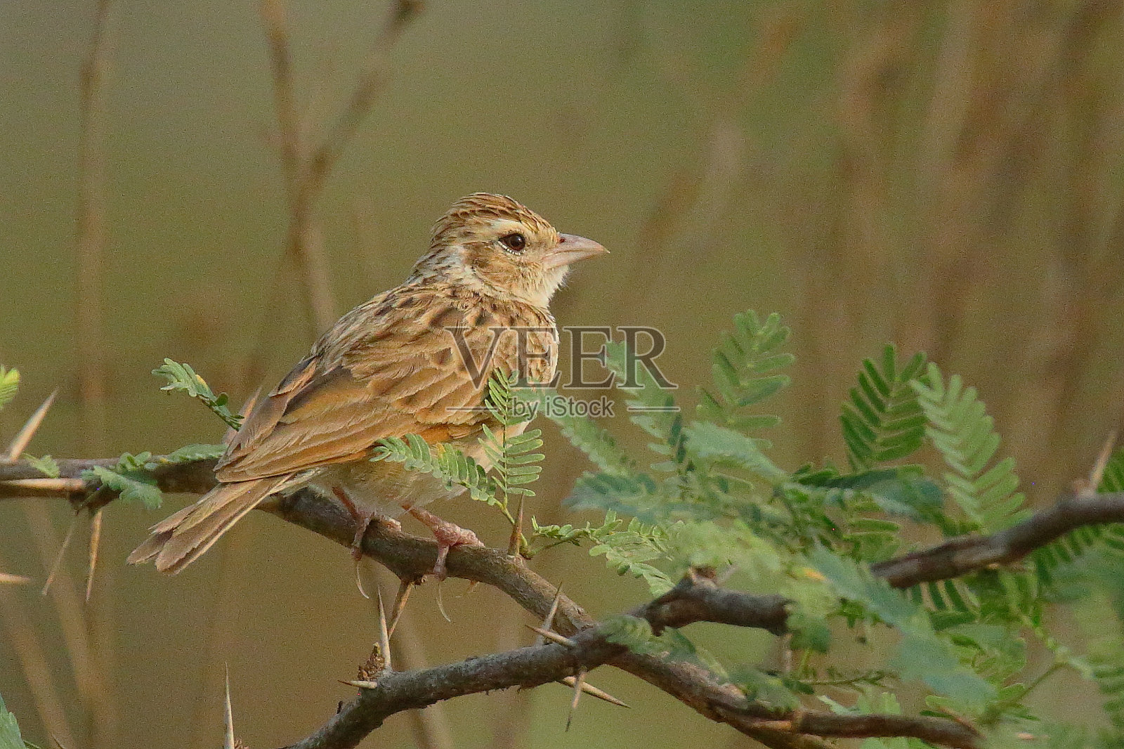 印度Bushlark照片摄影图片