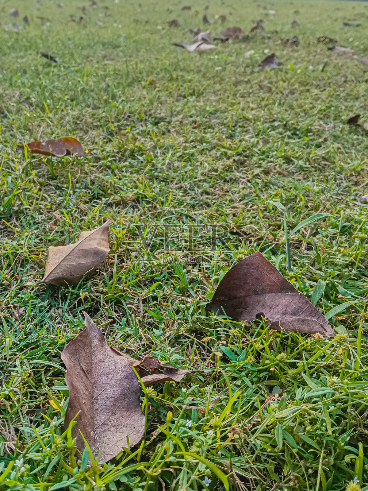 叶照片摄影图片