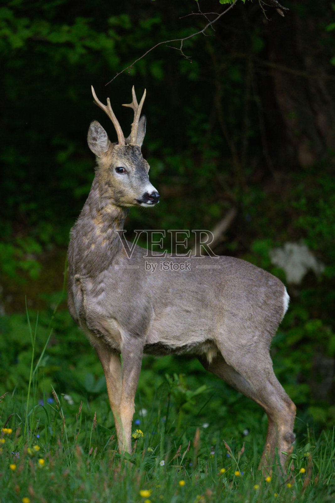 森林附近的狍照片摄影图片