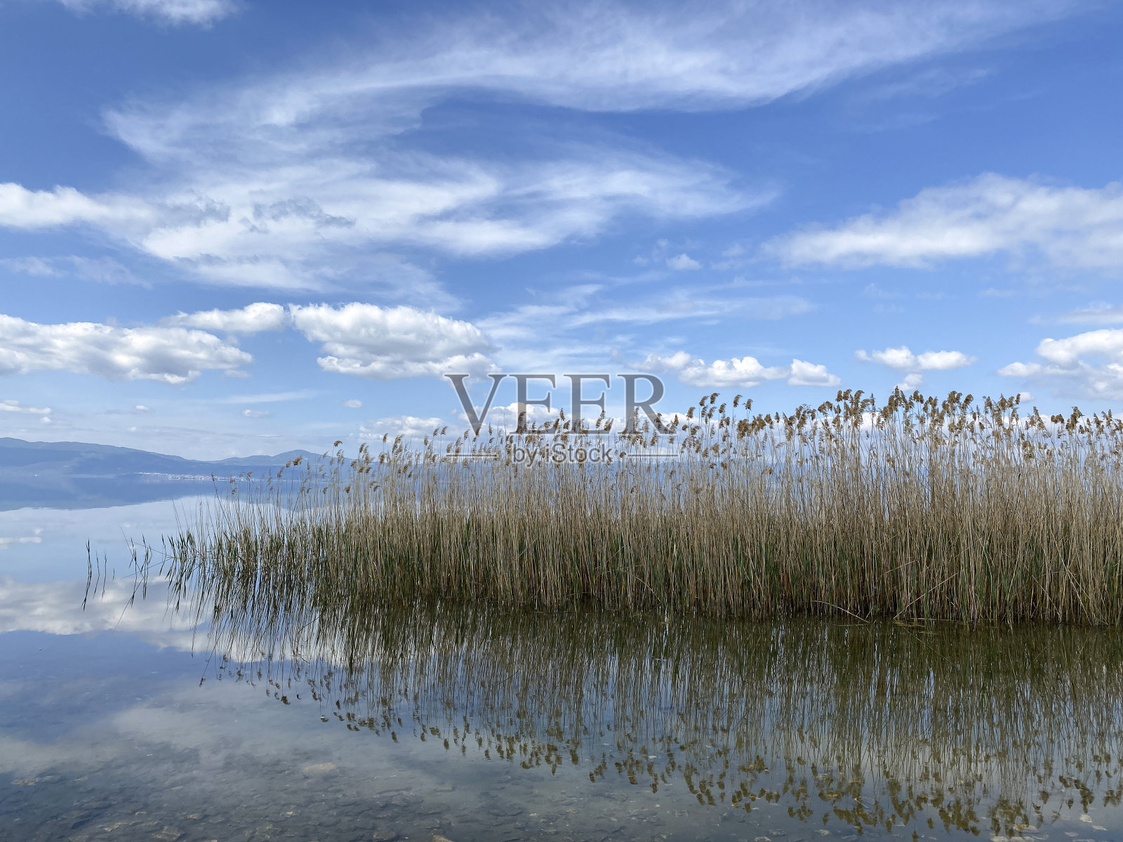 采购产品芦苇和湖，景观，芦苇，芦苇床，湖上的倒影照片摄影图片