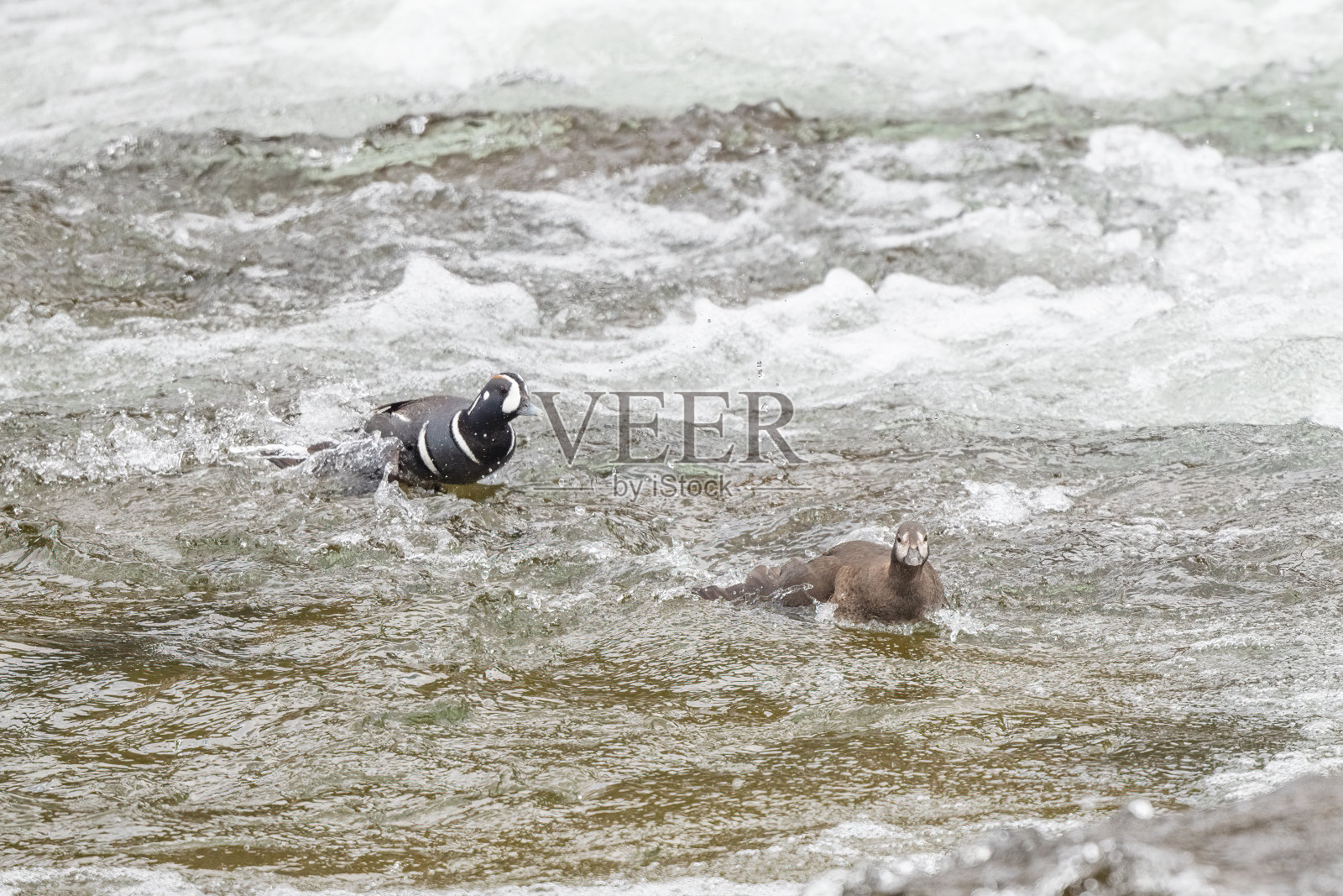 两只丑角鸭在急流中游泳照片摄影图片