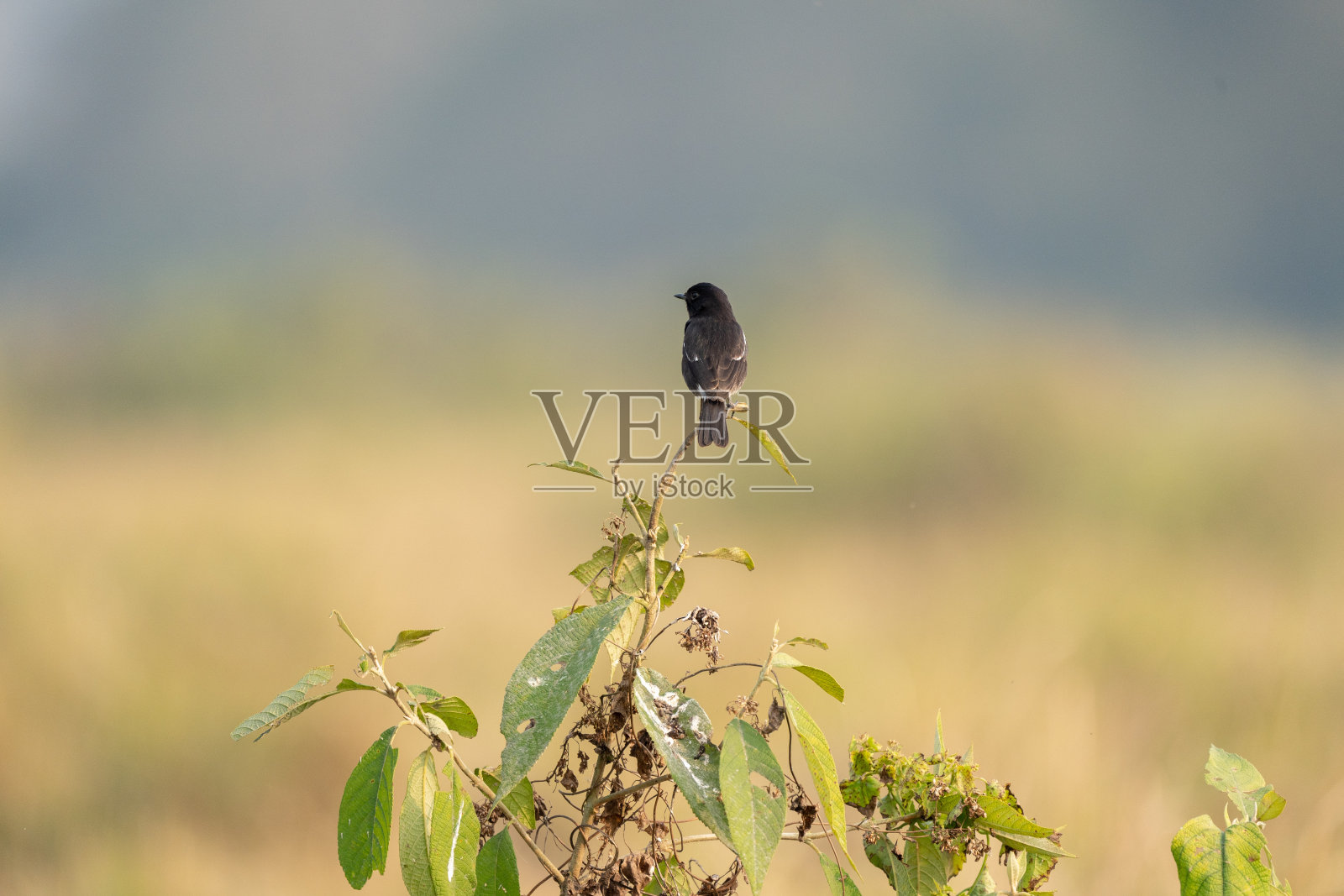 布什斑驳的聊天照片摄影图片
