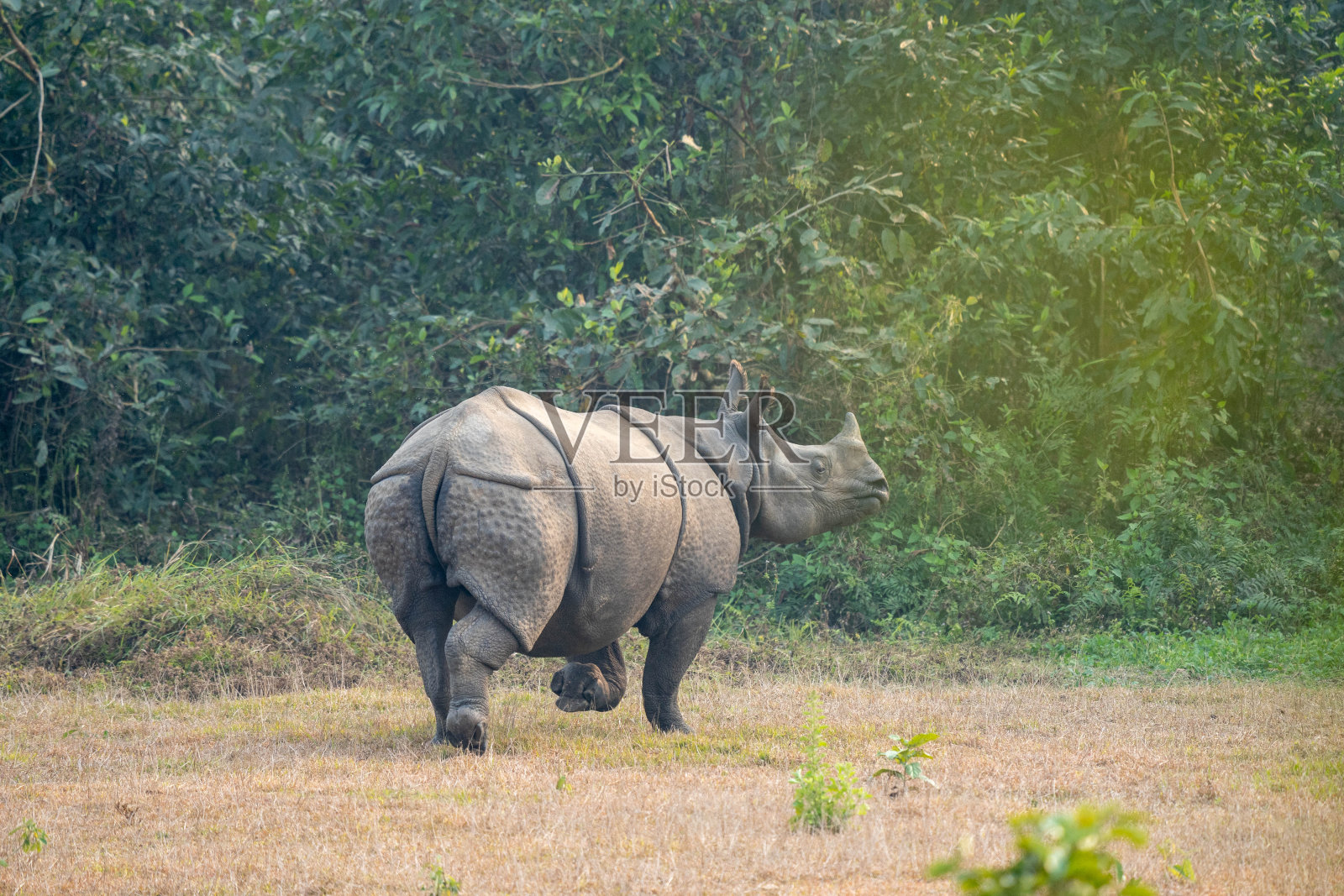 一头有角的犀牛逃跑了照片摄影图片
