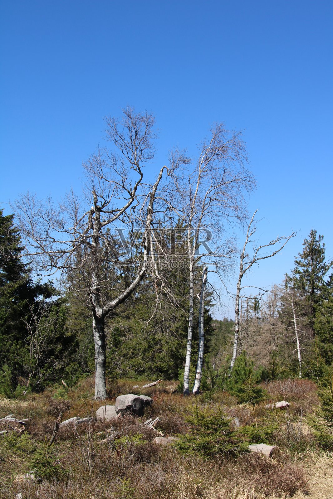 在黑森林徒步旅行照片摄影图片
