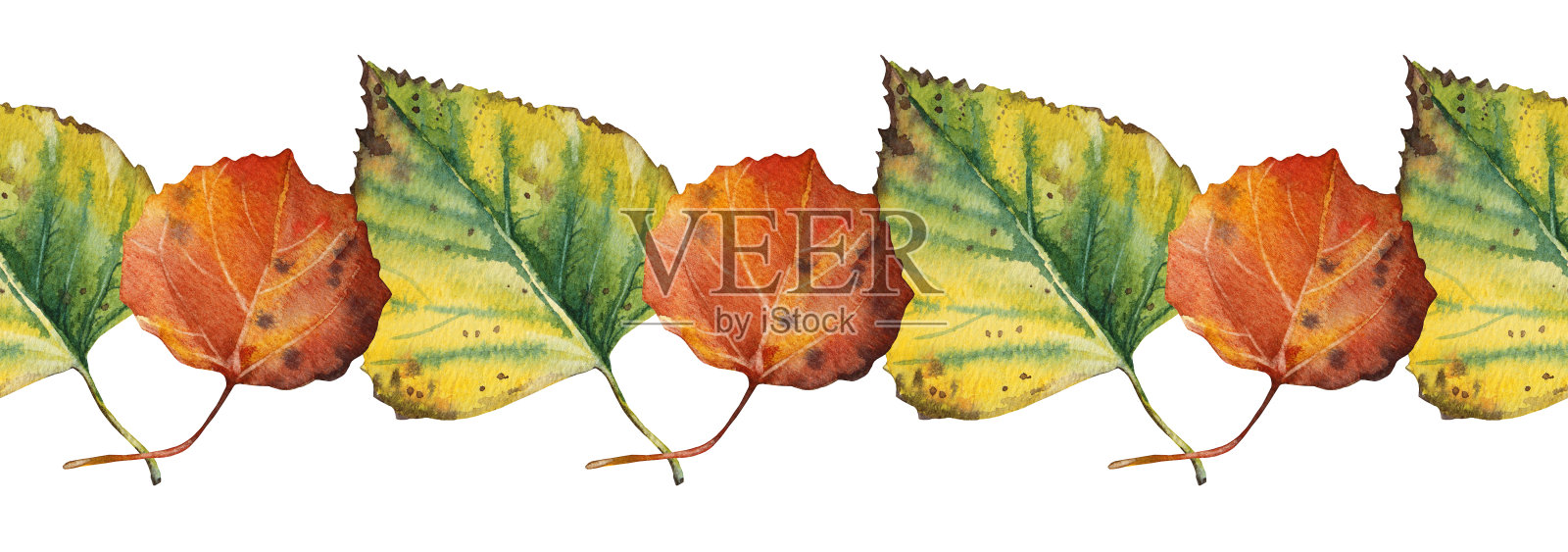 秋天无缝边界水彩手绘红橙绿叶孤立在白色。森林自然植物叶片。万圣节背景，贴纸卡，墙纸包装，素描本插画图片素材