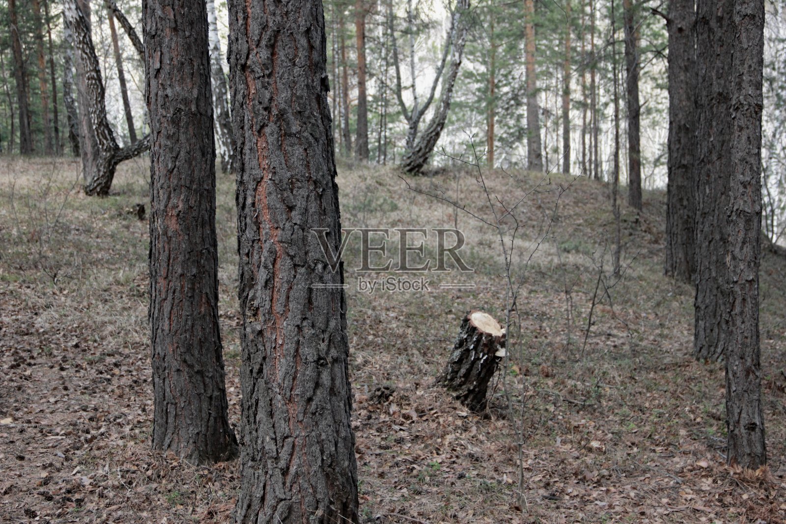 森林照片摄影图片