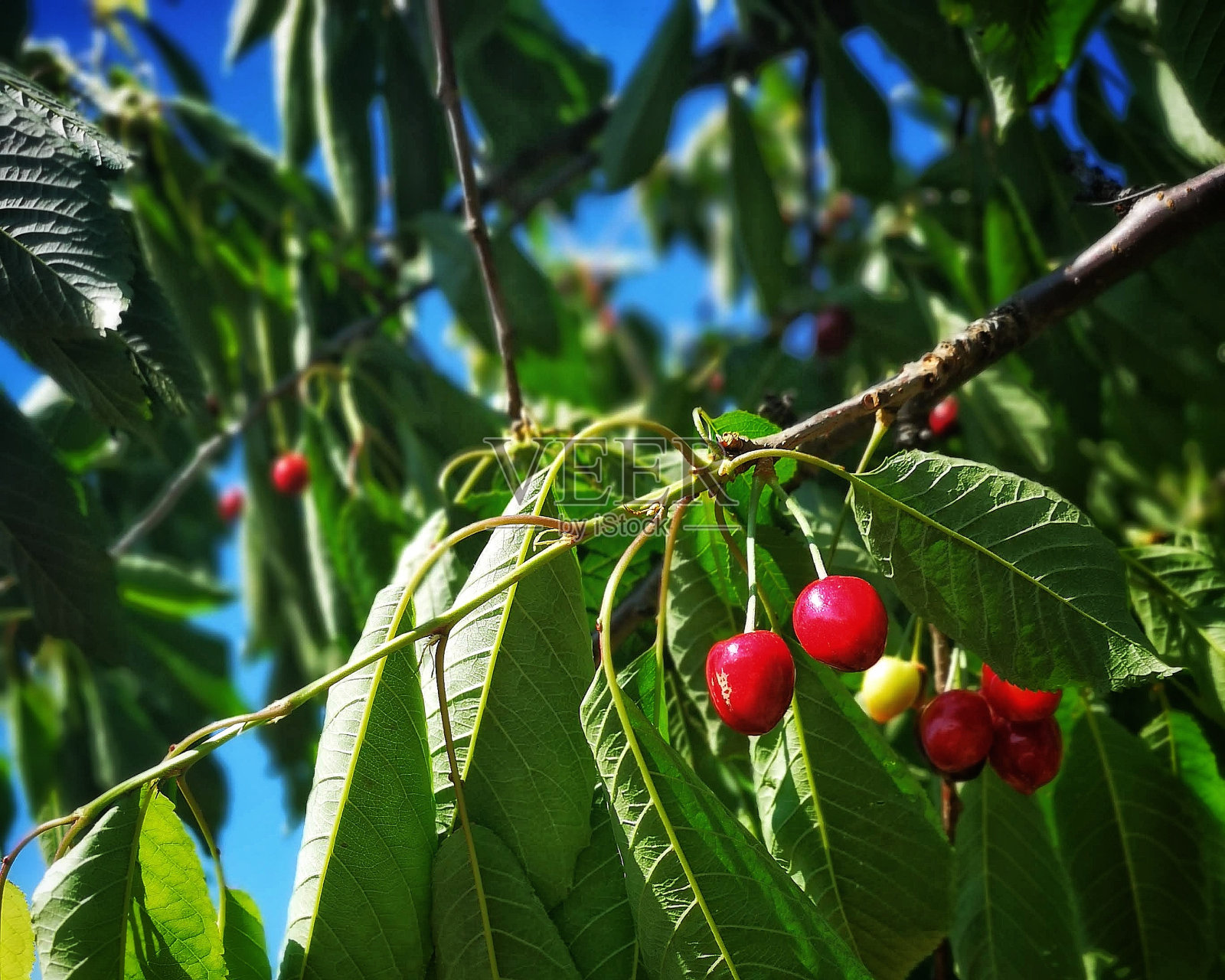 一个树照片摄影图片