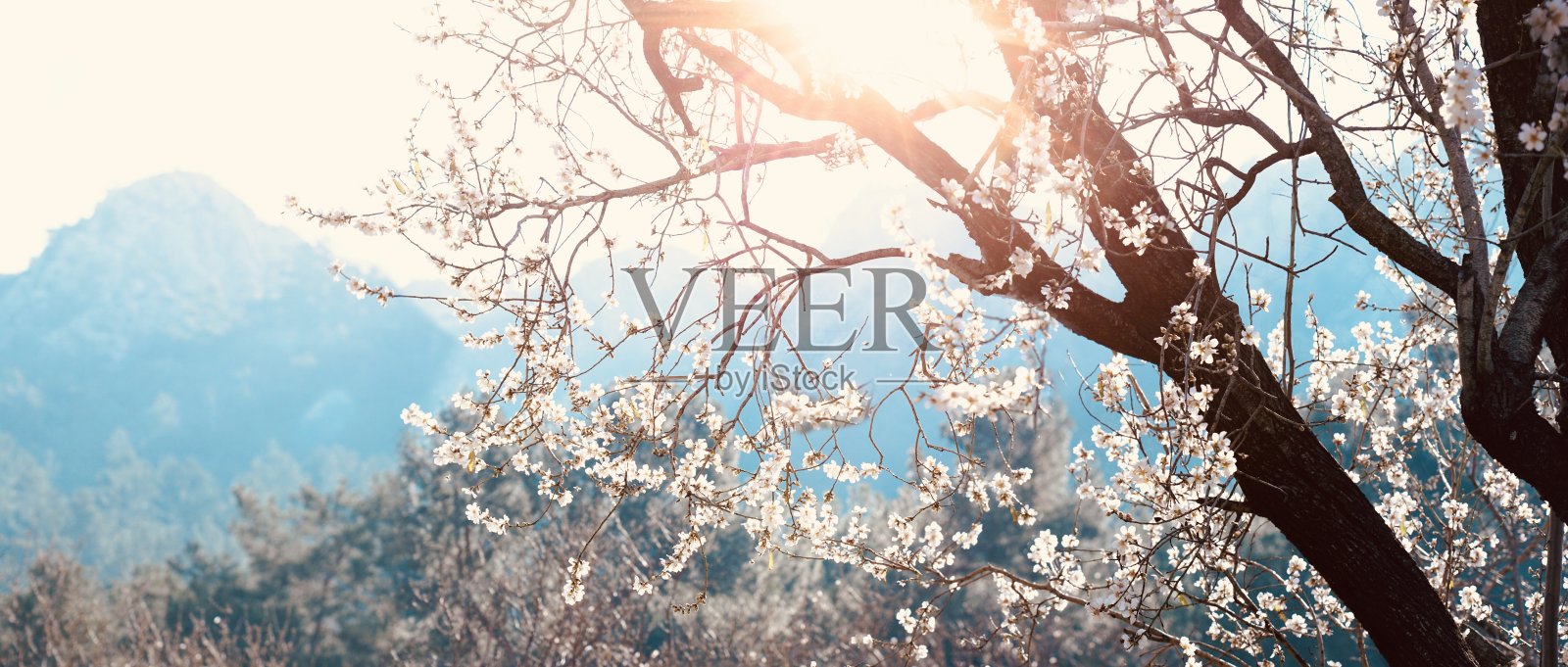 美丽的春天全景山区与开花树。照片摄影图片