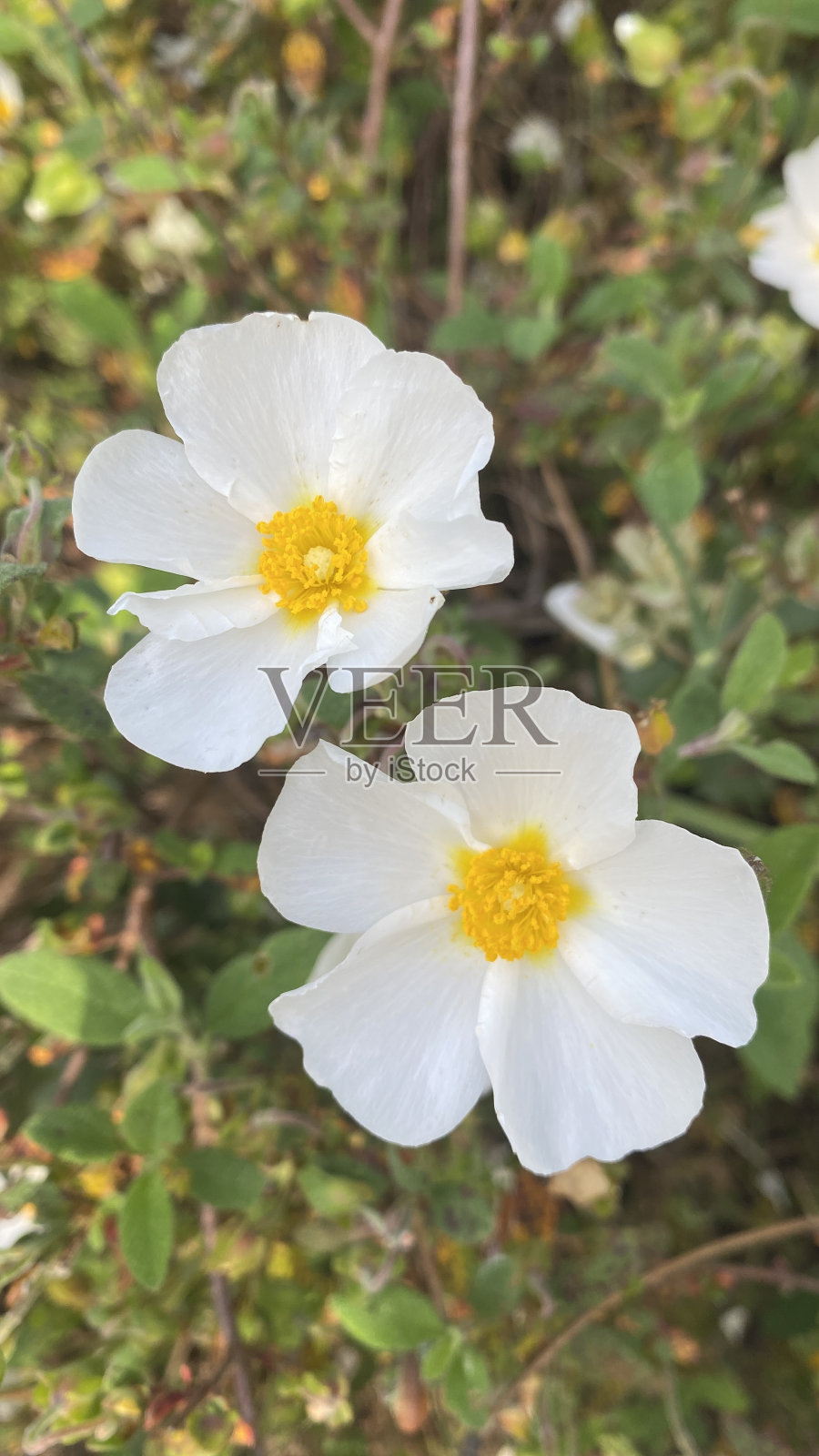 玫瑰生长在西班牙。白色的野花。春天，田野里开着美丽的花朵。照片摄影图片