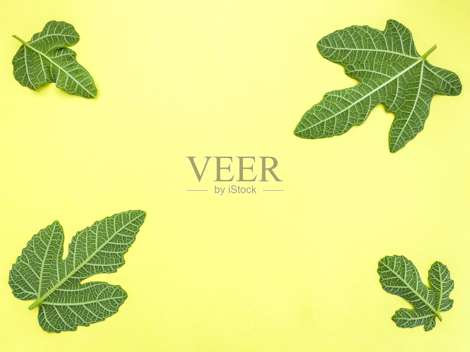 黄色背景上的四片绿色无花果叶照片摄影图片