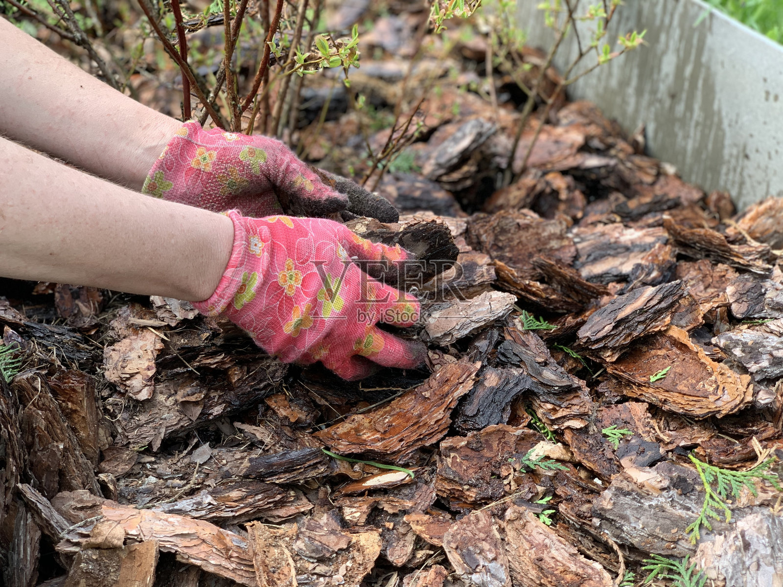 用松树皮片在花园床上的天然覆盖物，种植园艺工具和杜松(针叶树)。照片摄影图片
