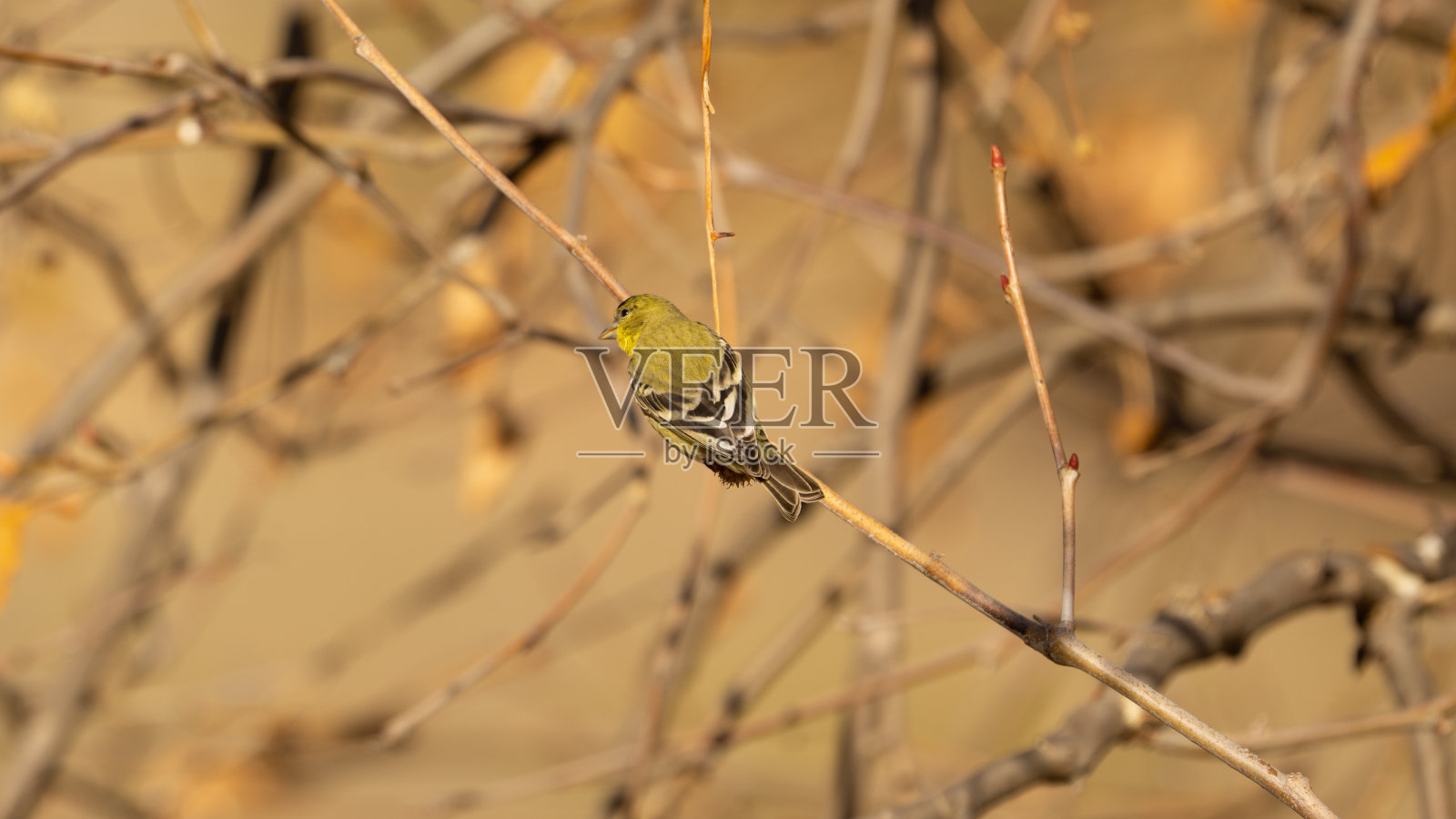 黄色莺照片摄影图片